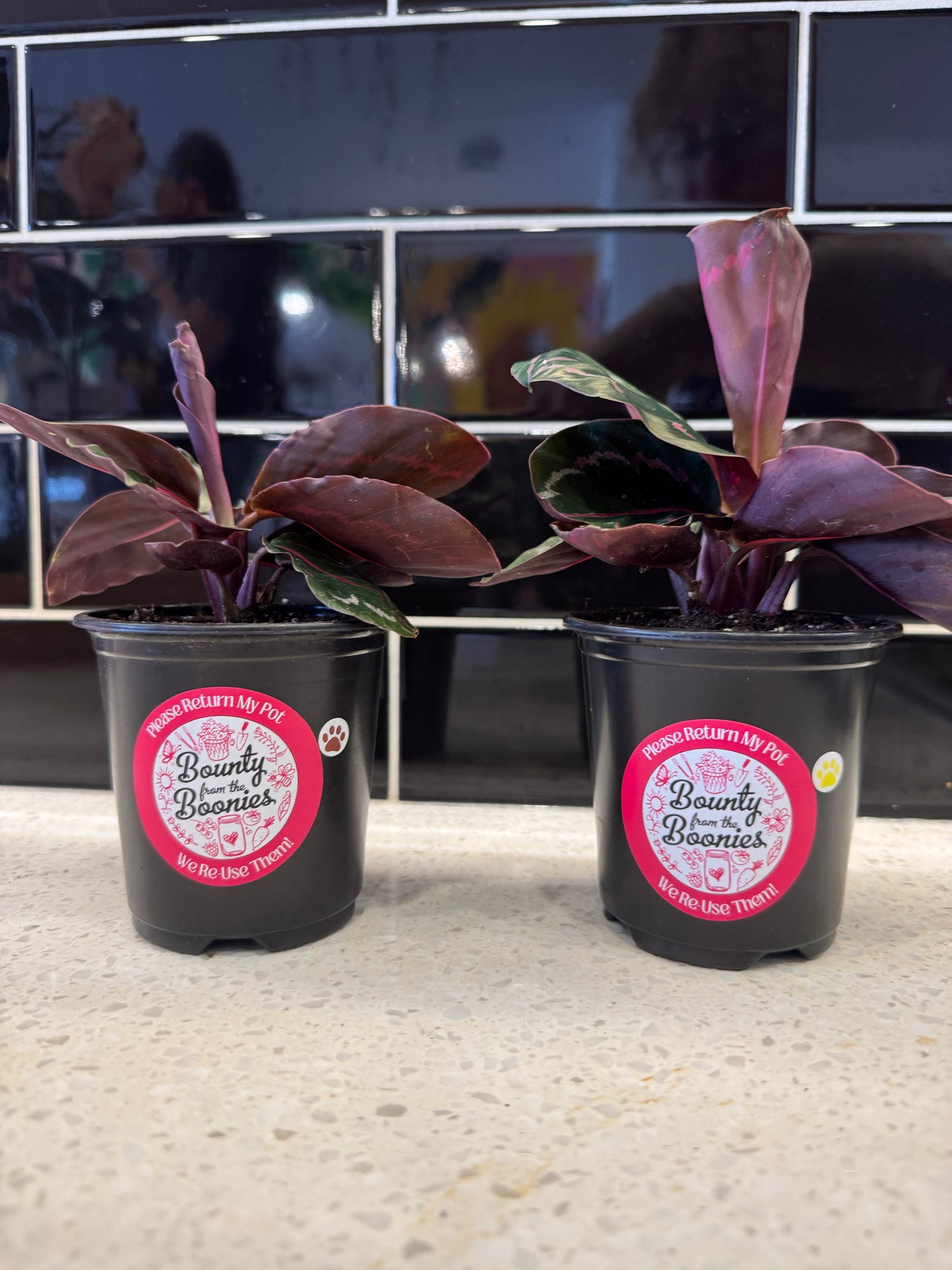 Calathea Roseopicta “Dottie”