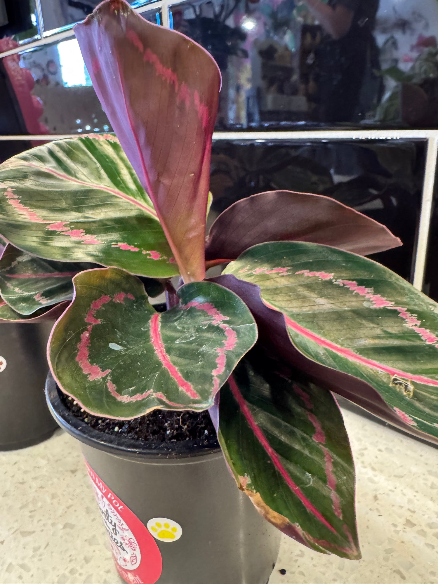 Calathea Roseopicta “Dottie”