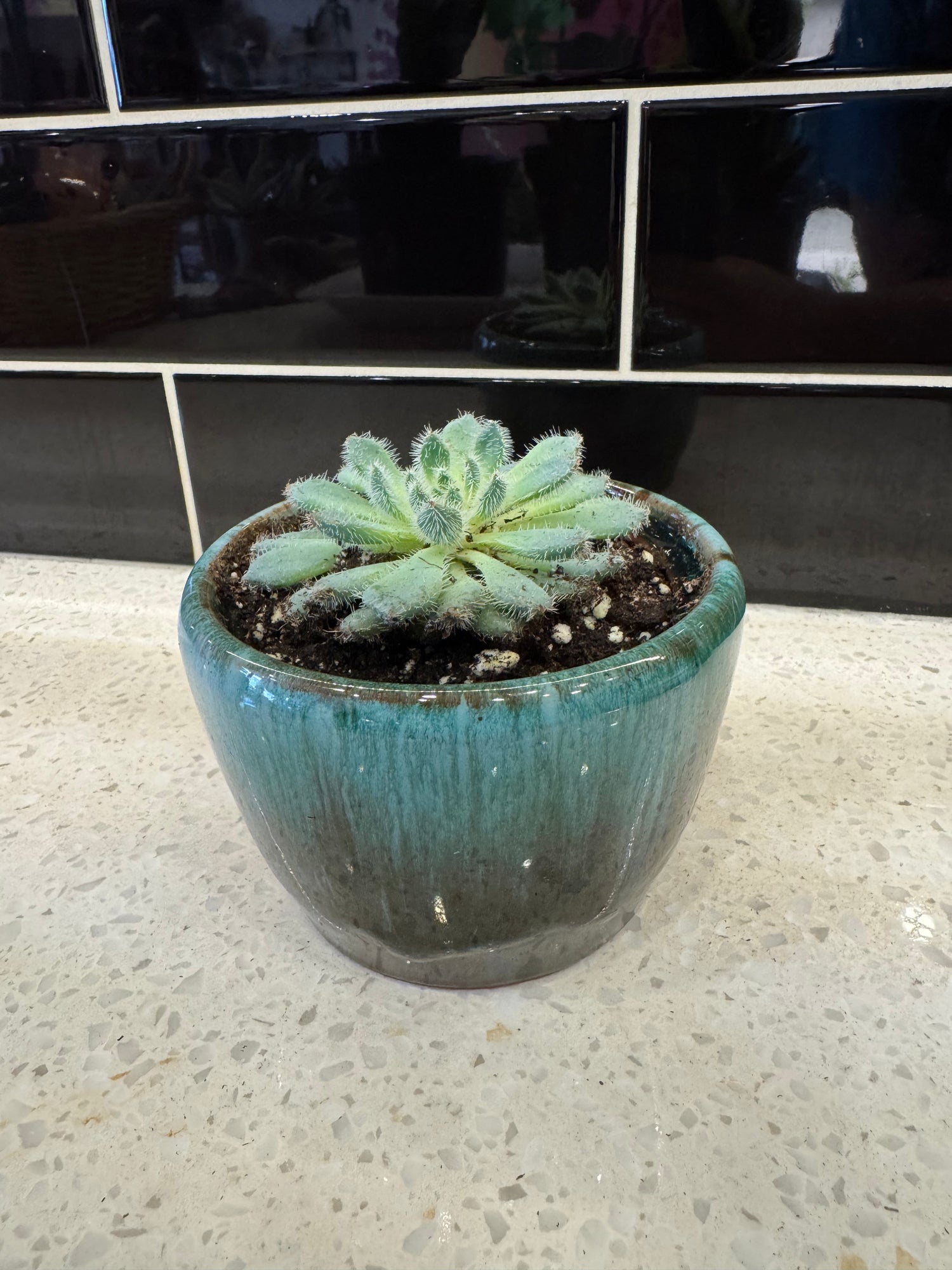 Succulent Potted in Blue Black Ombré Pot