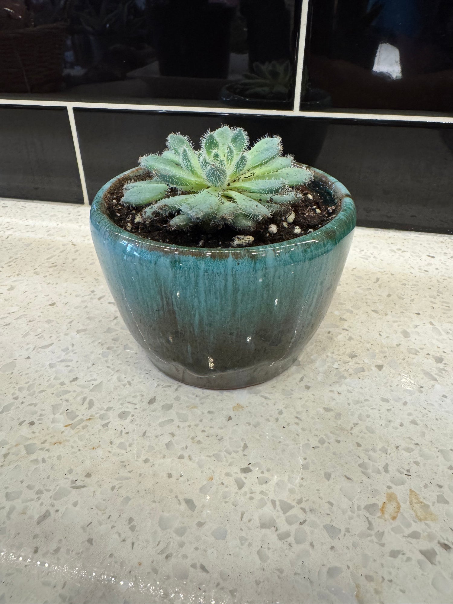 Succulent Potted in Blue Black Ombré Pot