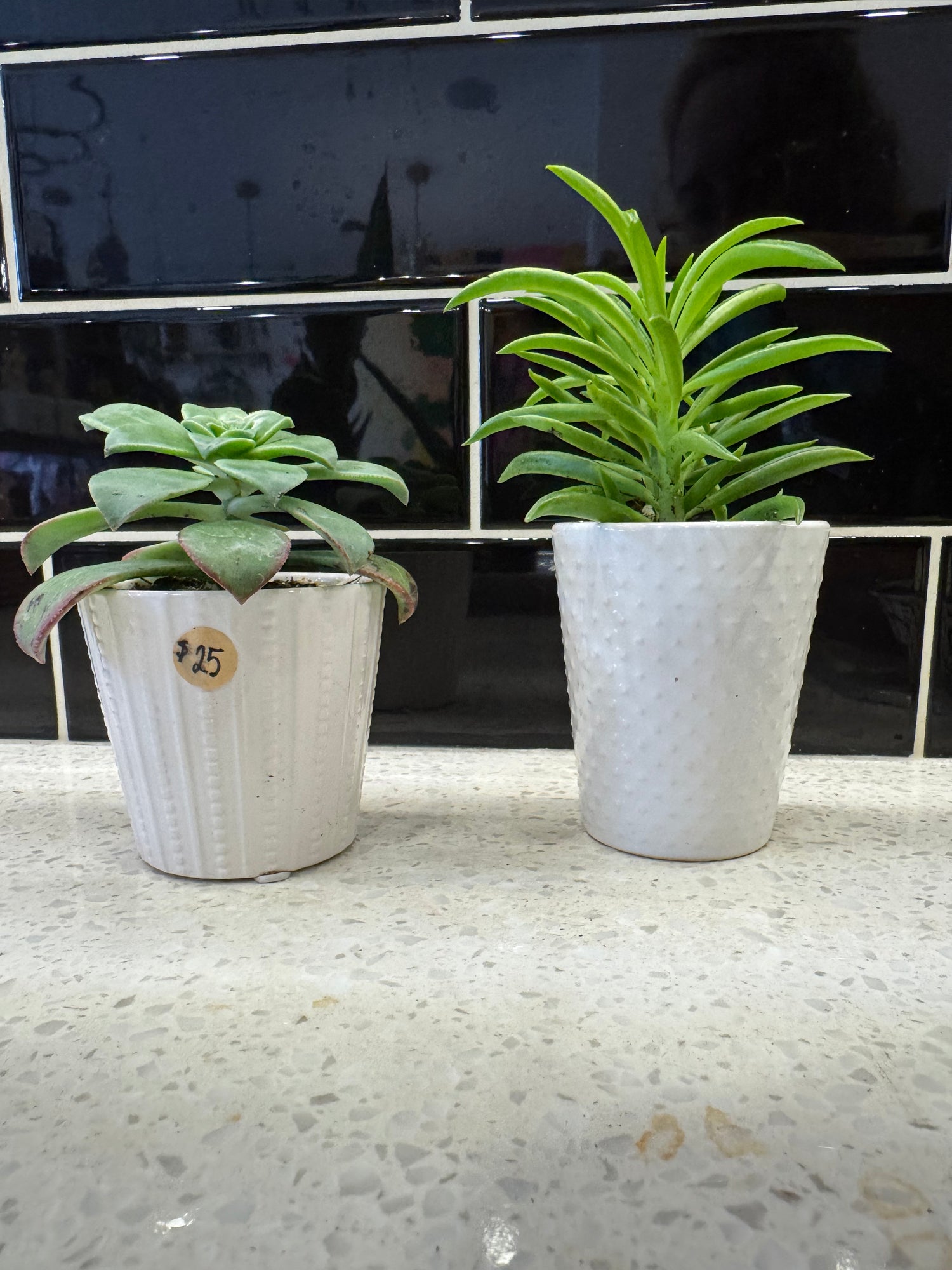Potted Succulent in White Design Pot