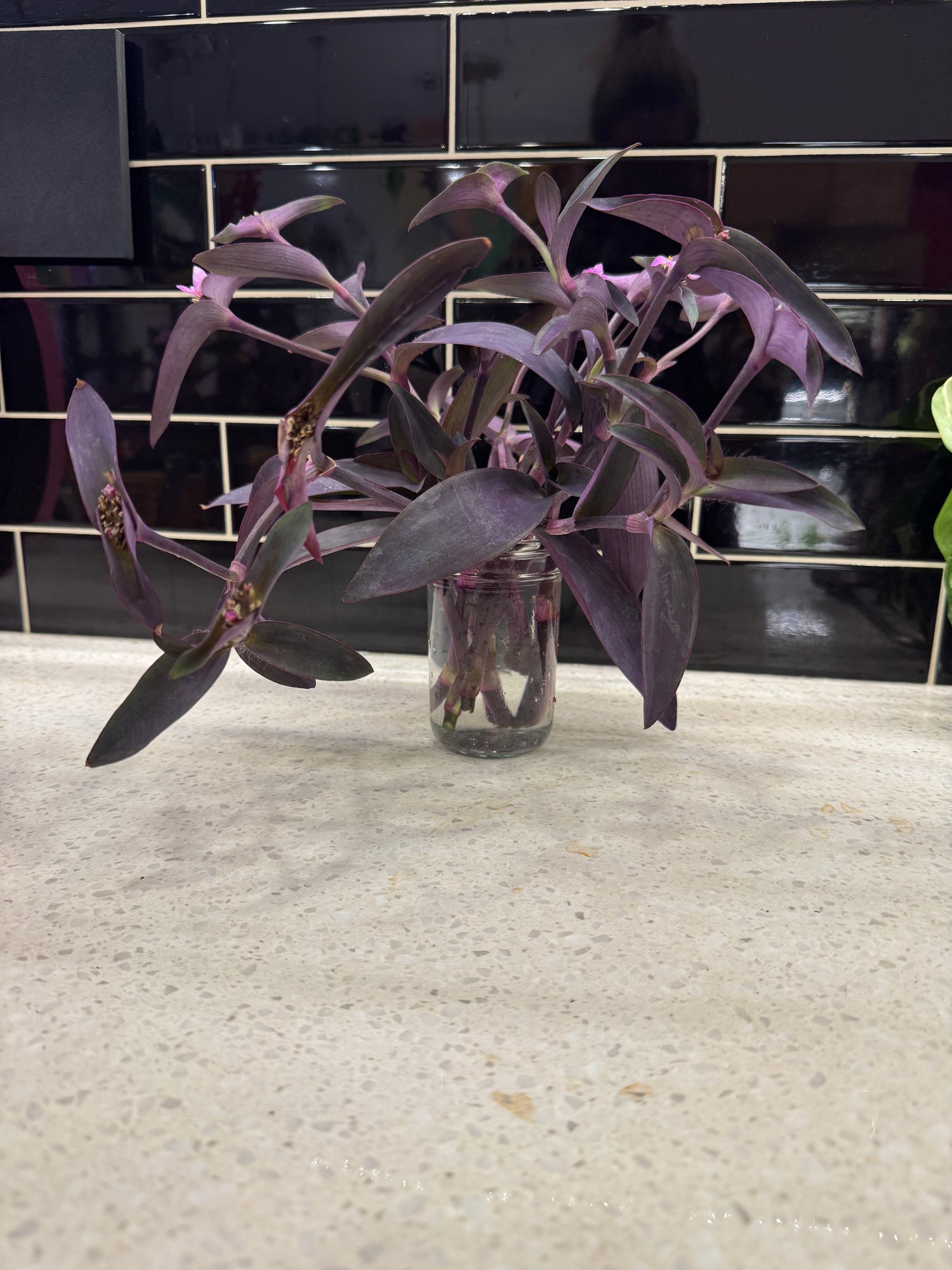 Tradescantia Purple Heart- Clipping