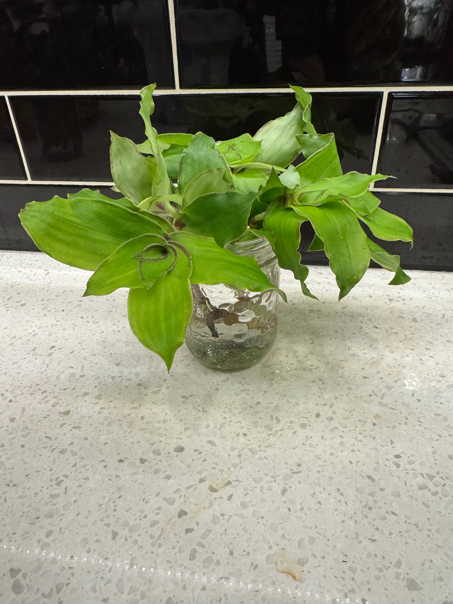 Dragon Tail Tradescantia- Clipping