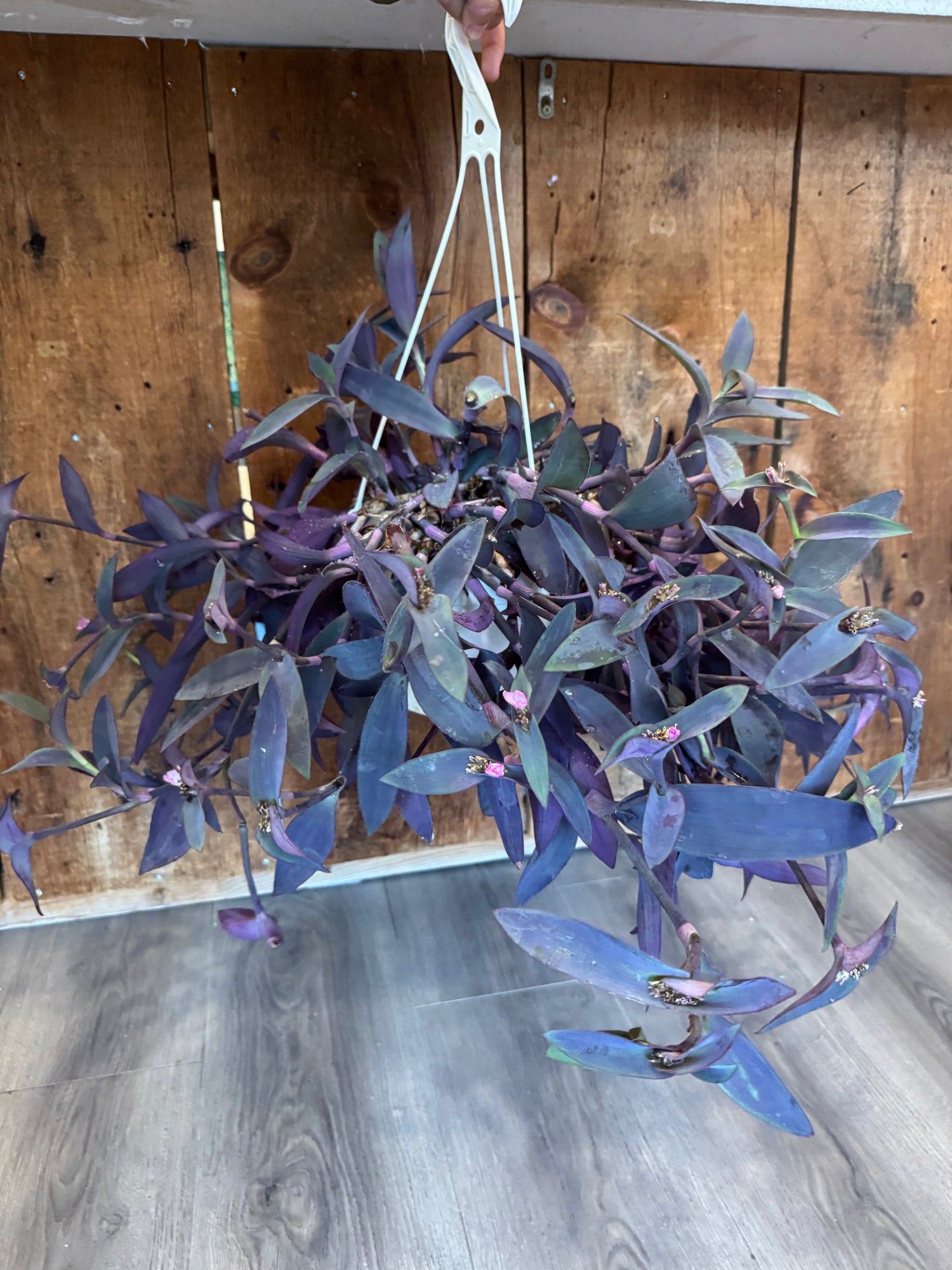 Tradescantia Purple Heart