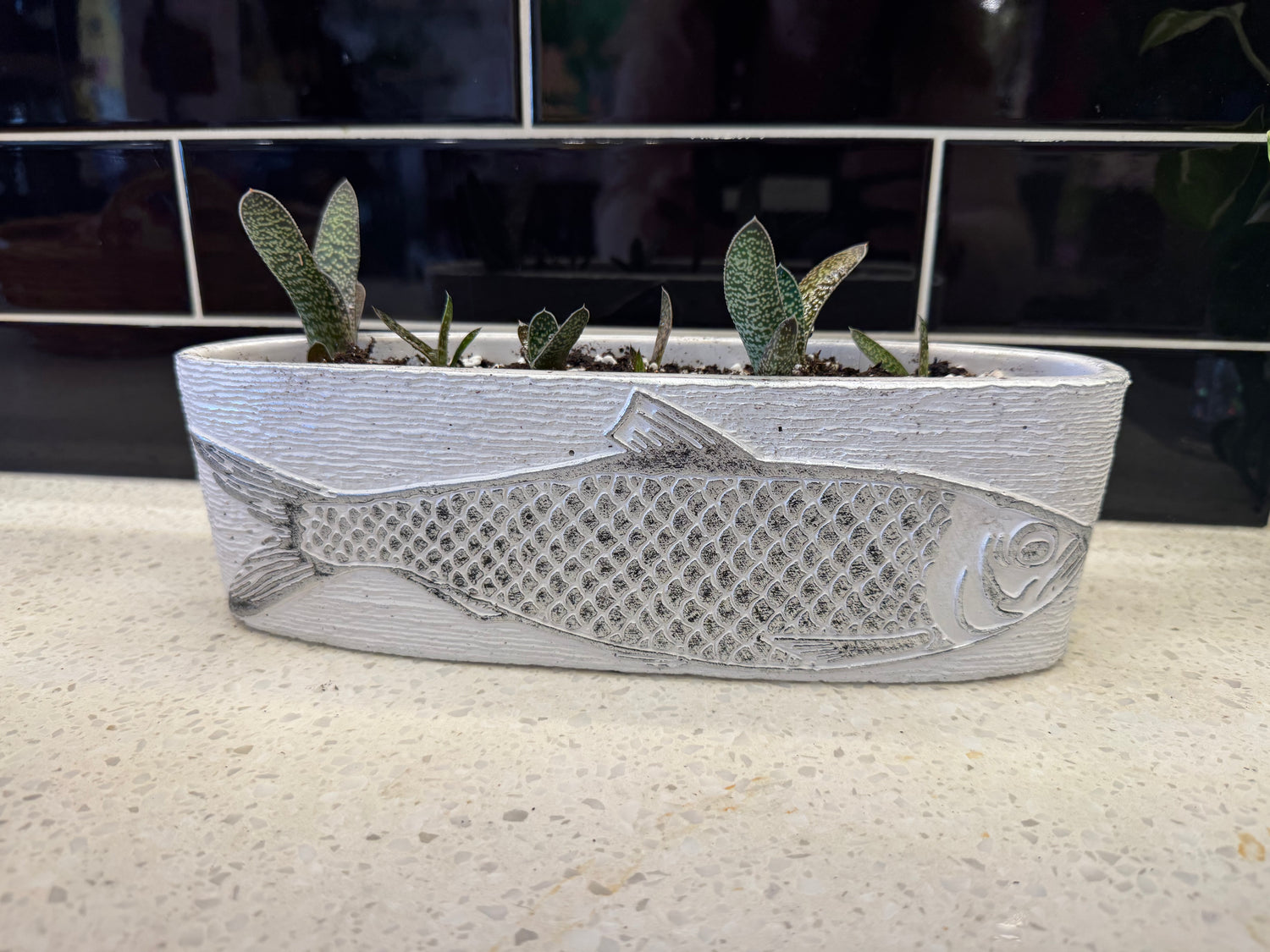 Gasteria Pillansii Potted into Silver Grey White Fish Deco Pot