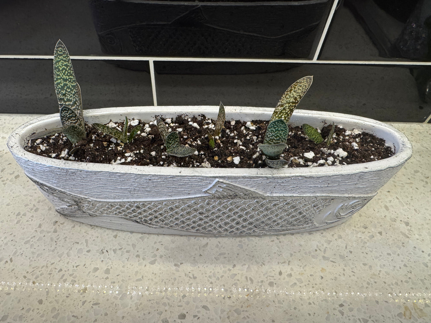 Gasteria Pillansii Potted into Silver Grey White Fish Deco Pot
