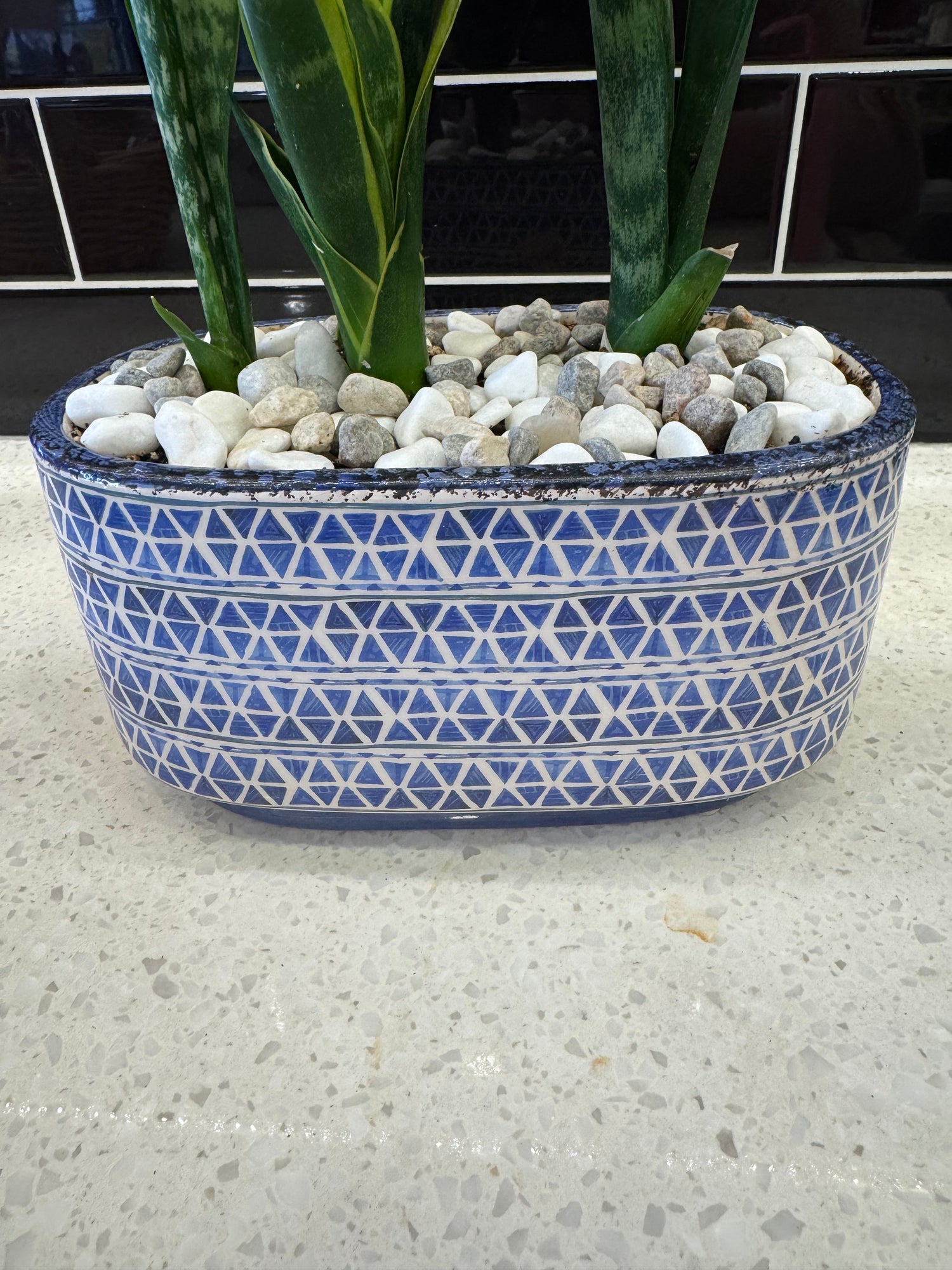 Snake Plant Trio Potted into Blue and White Oval Pot