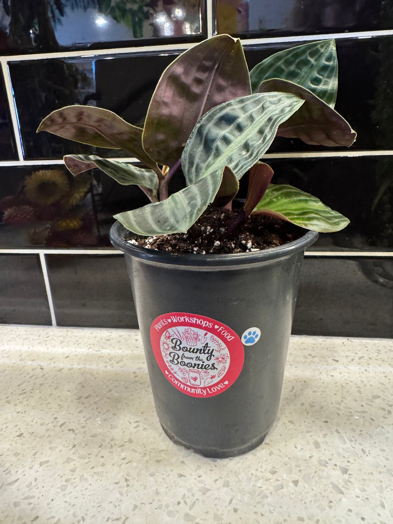 Seersucker Plant