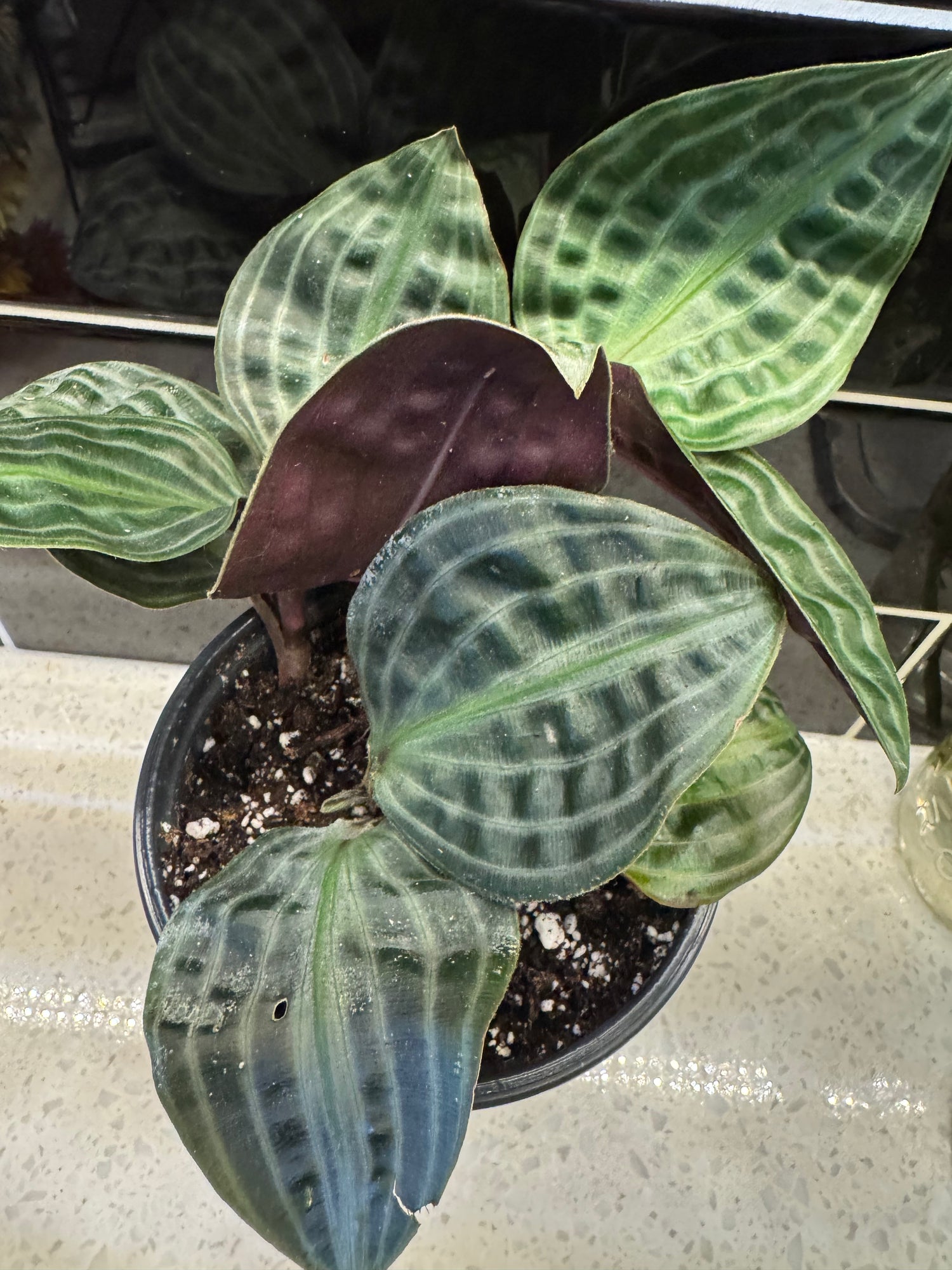 Seersucker Plant