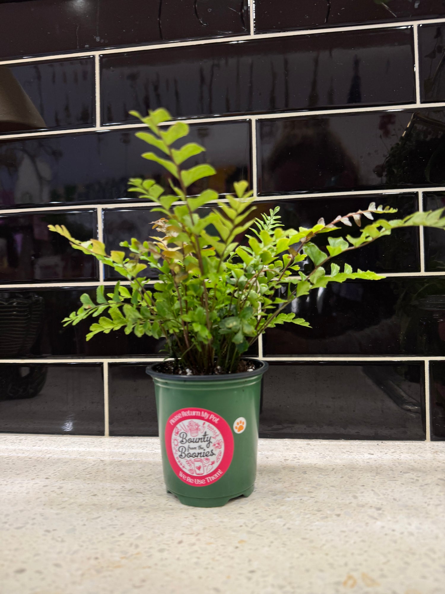 Mahogany Fern