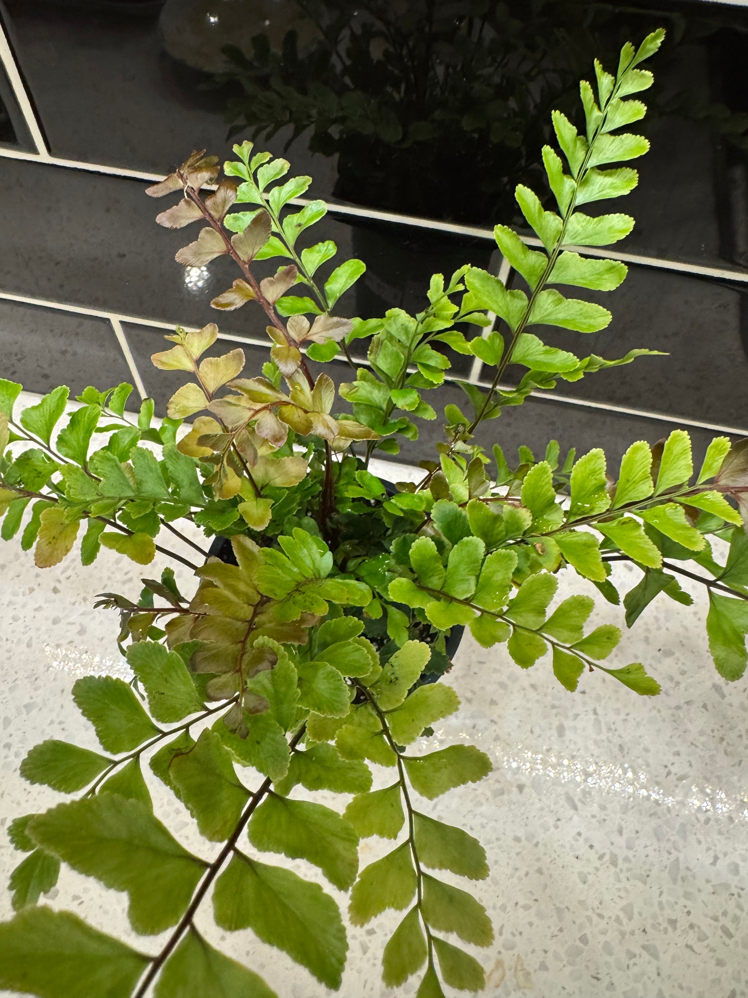 Mahogany Fern