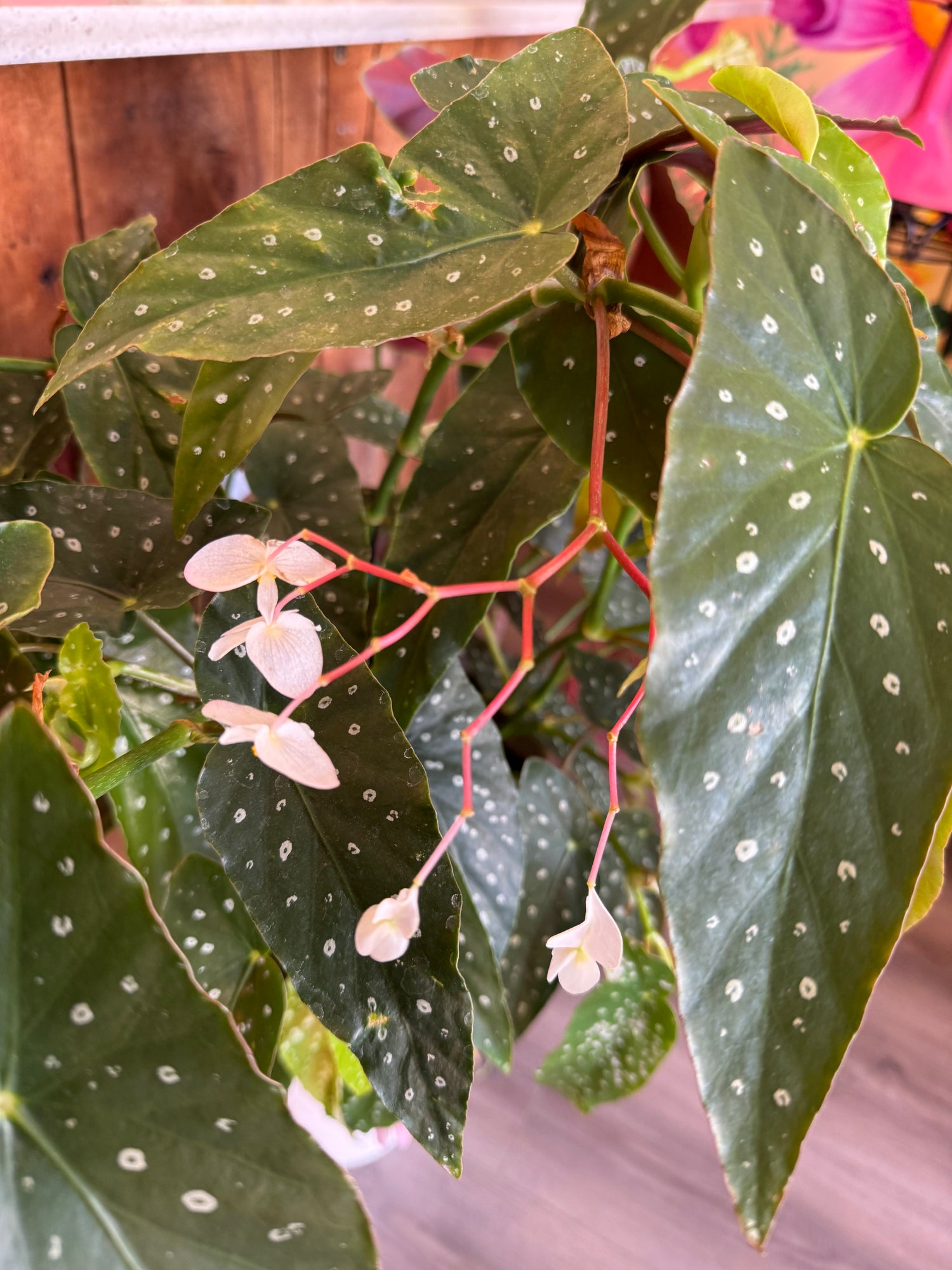 Angel Wing Begonia - Maculata in Tall White Pot with Gem Chain