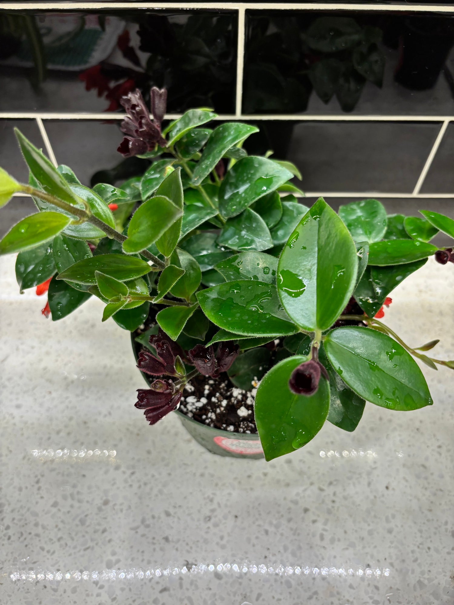 Hanging Lipstick Plant “Mona Lisa”