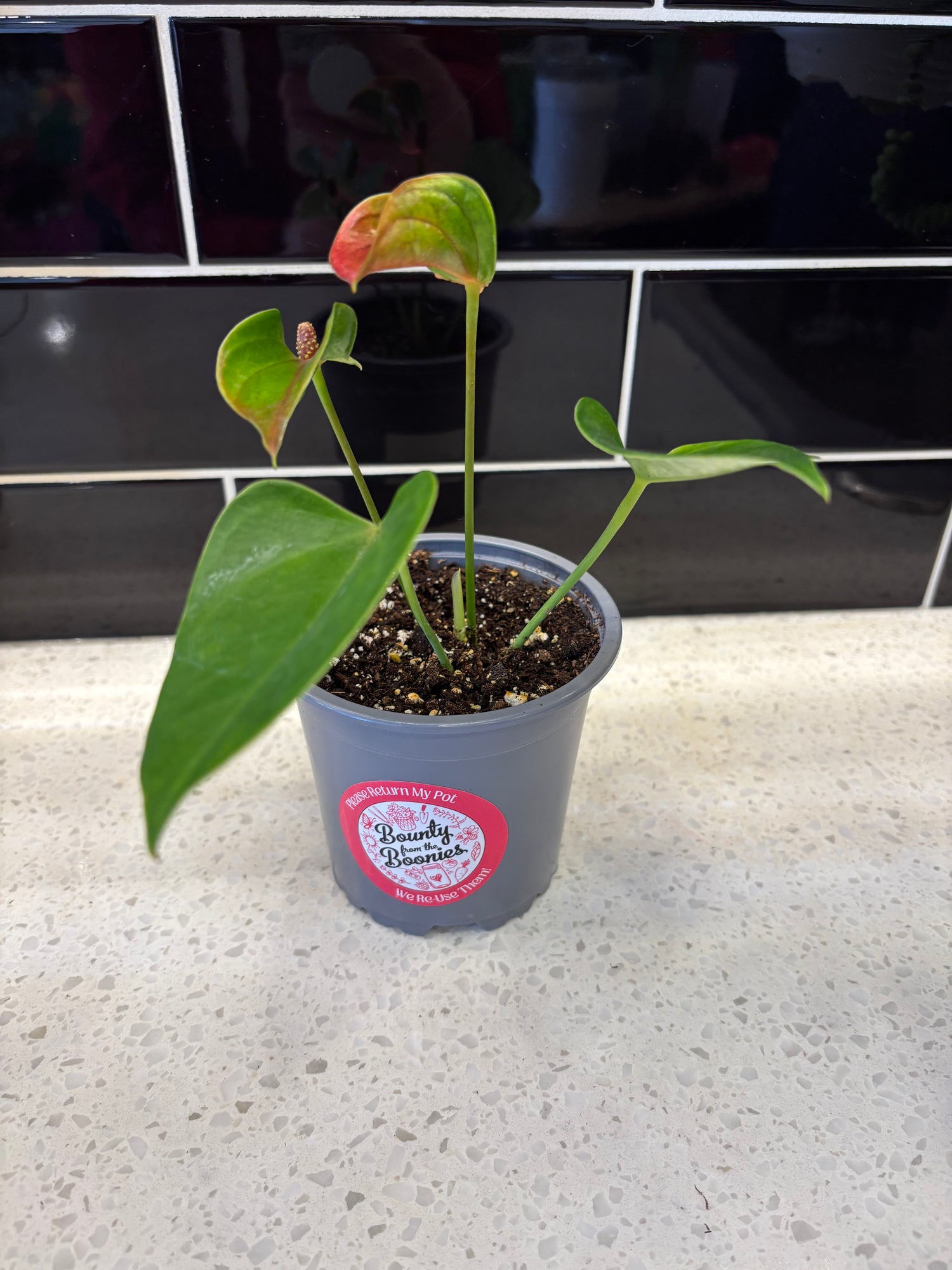 Anthurium - Variegated