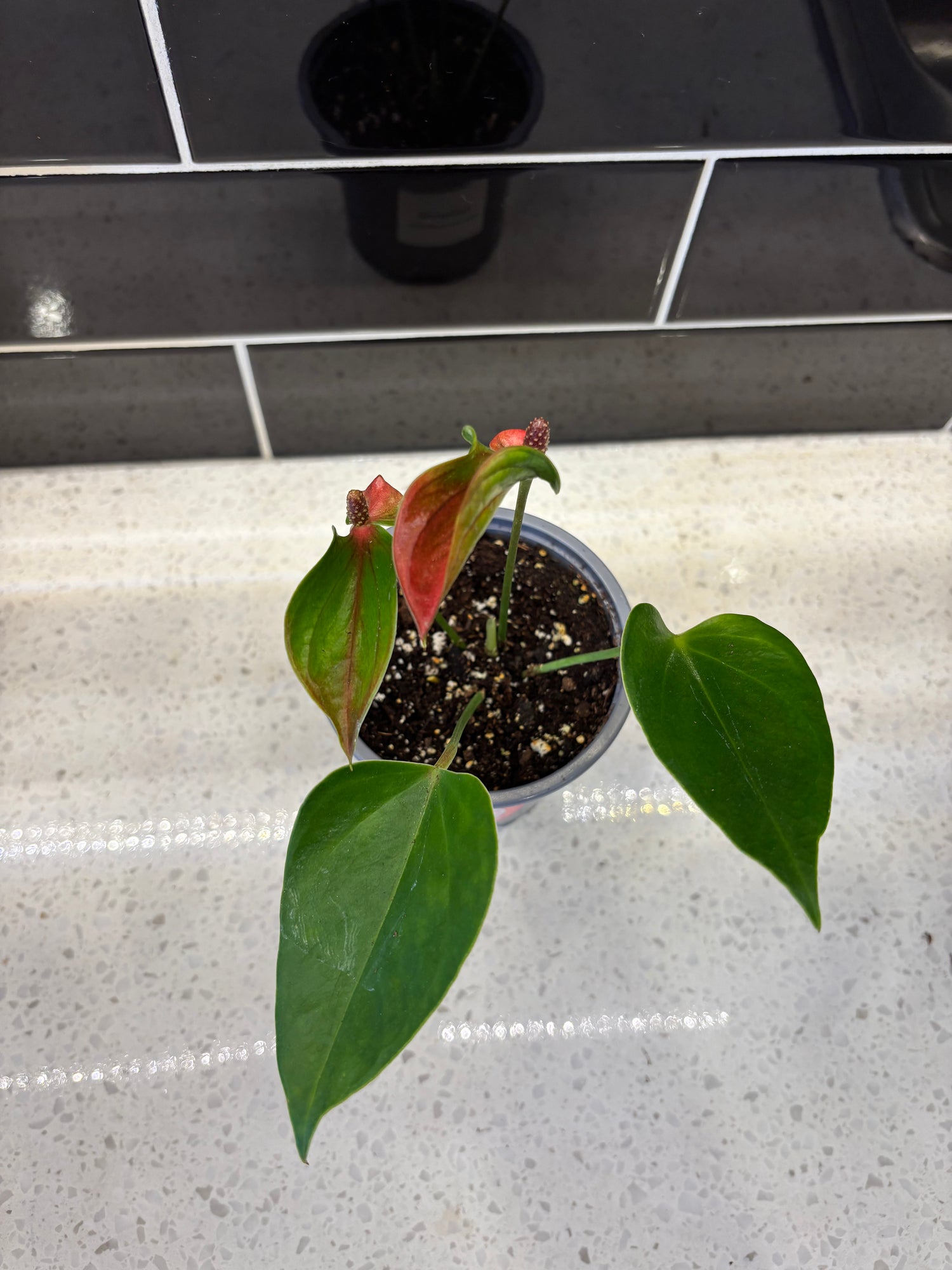 Anthurium - Variegated