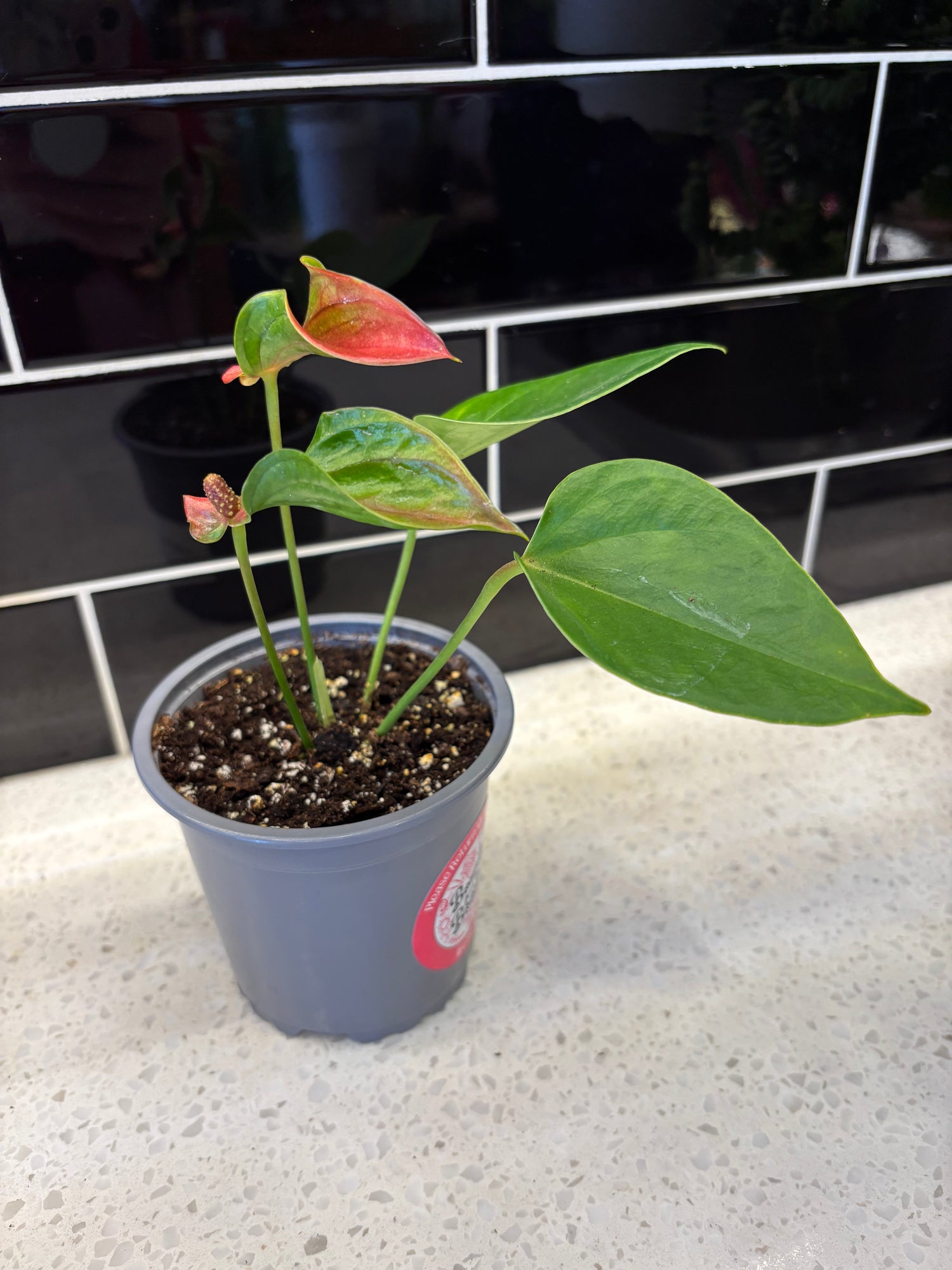 Anthurium - Variegated