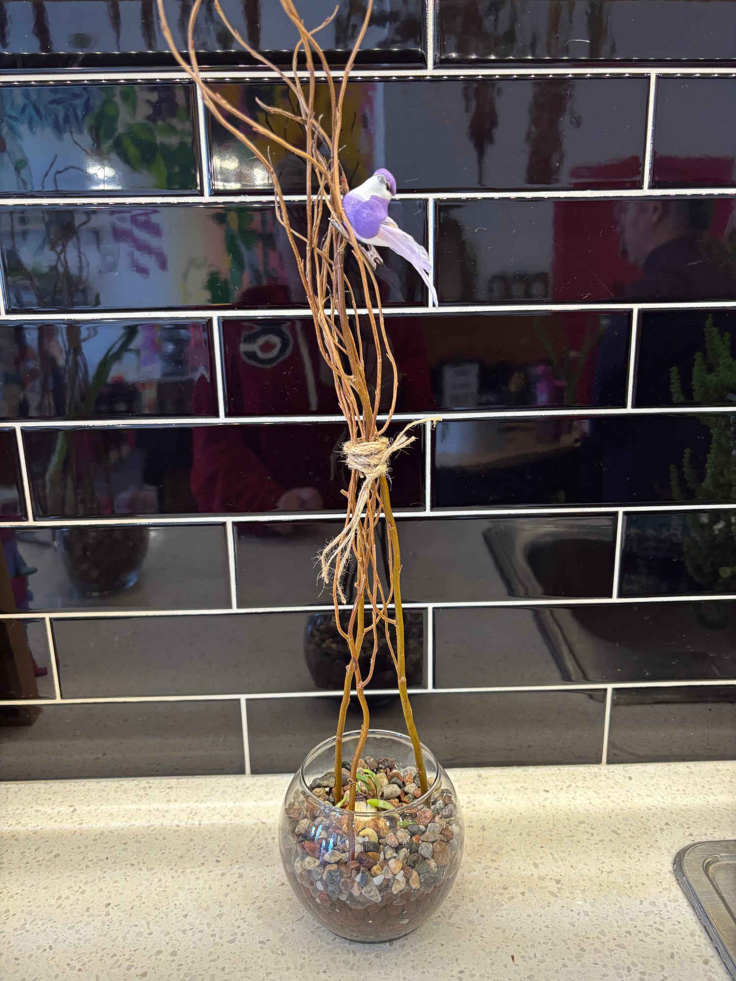 Forced Daffodil Planter