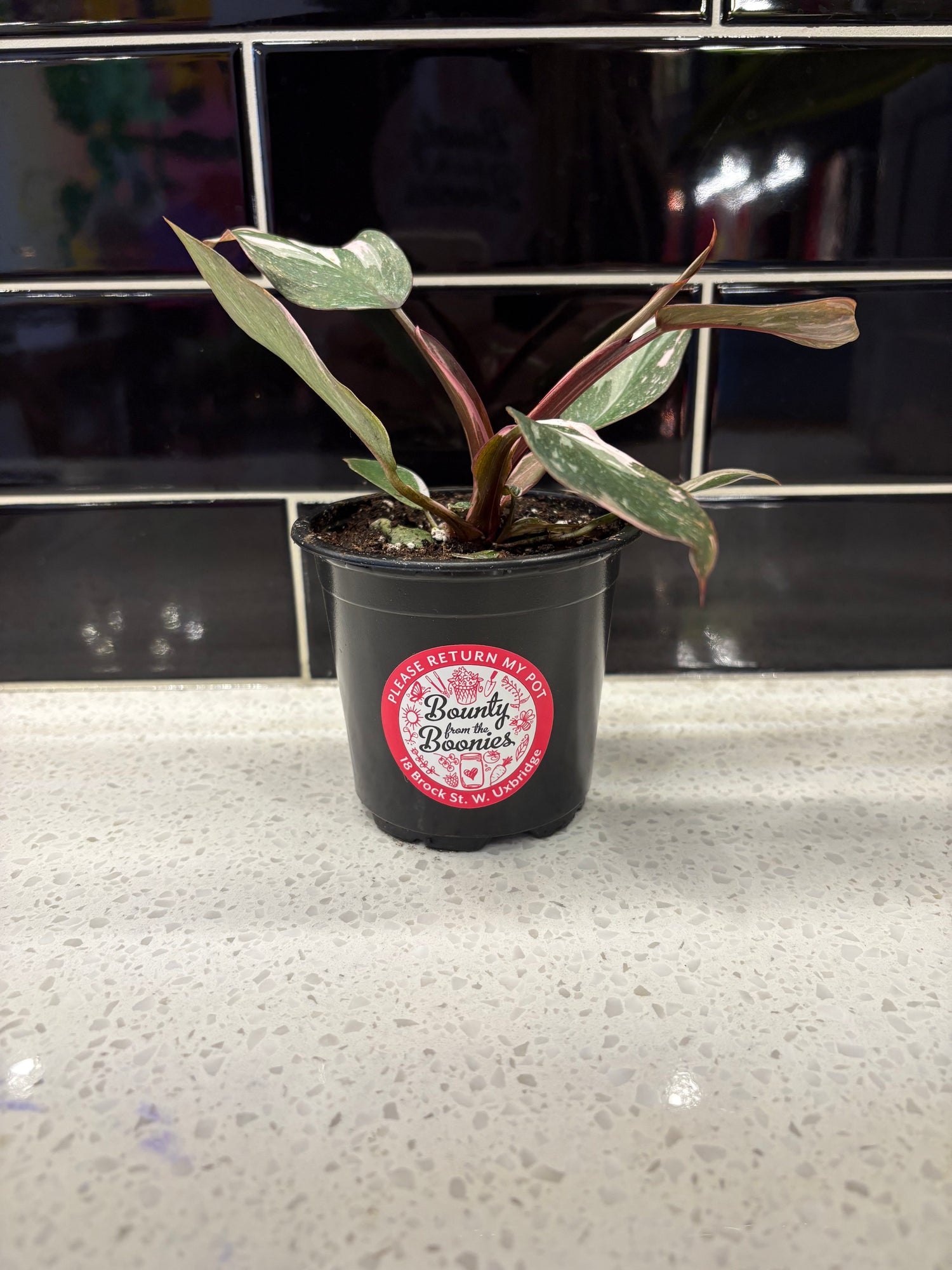 Philodendron - Pink Princess 4”