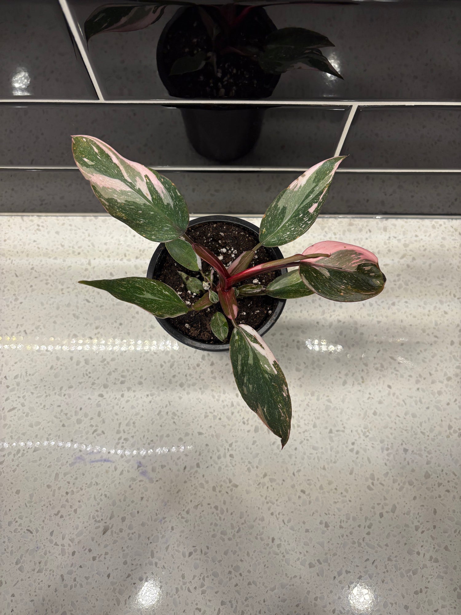 Philodendron - Pink Princess 4”
