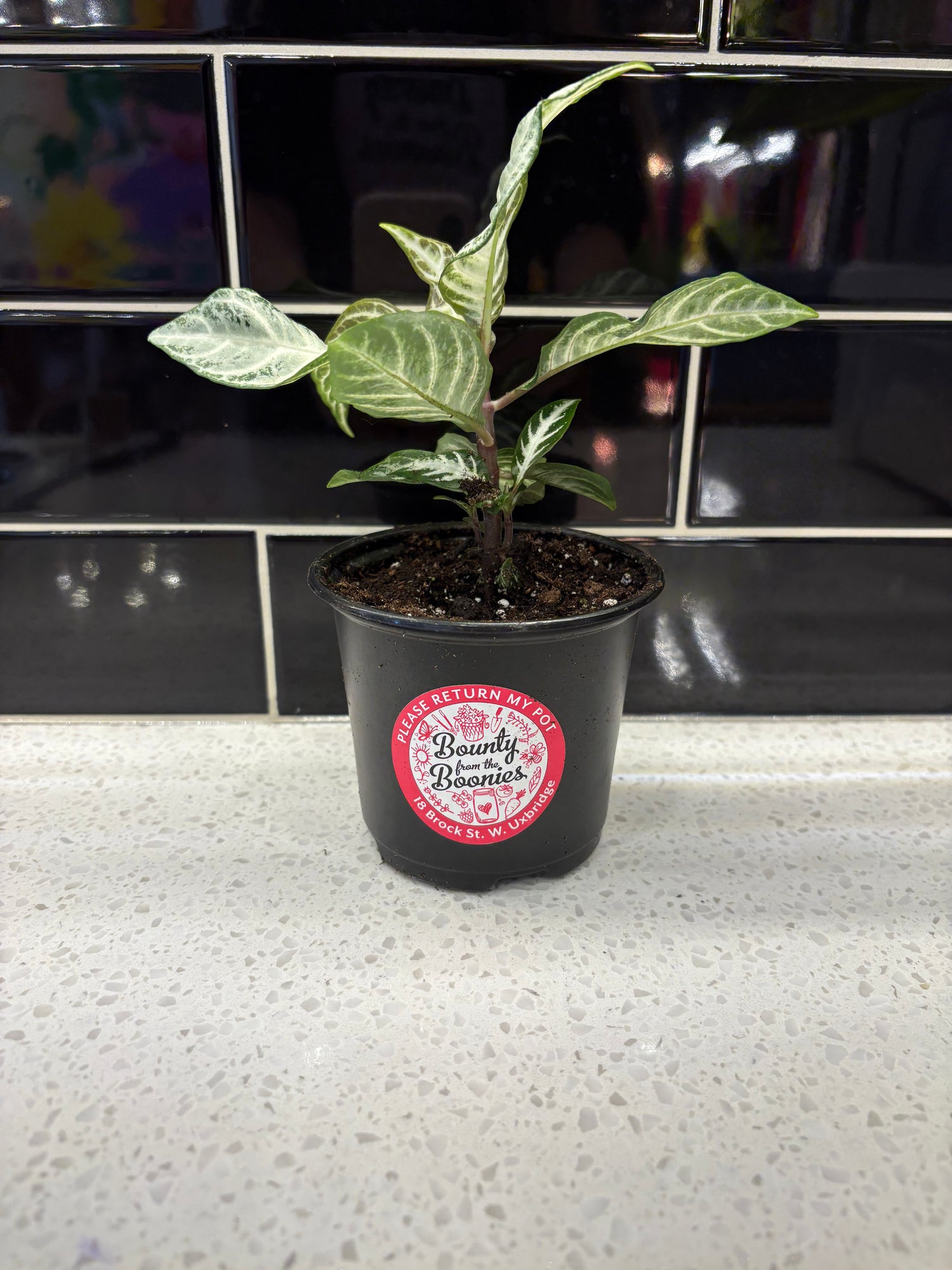 Zebra Plant - Snowflake 4"