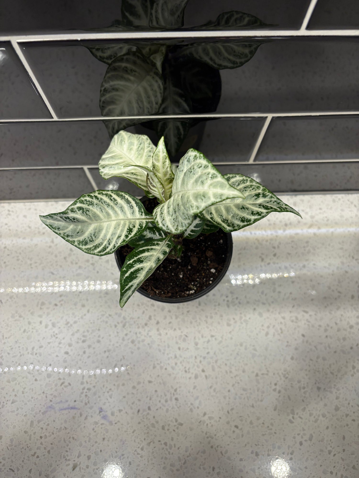 Zebra Plant - Snowflake 4"