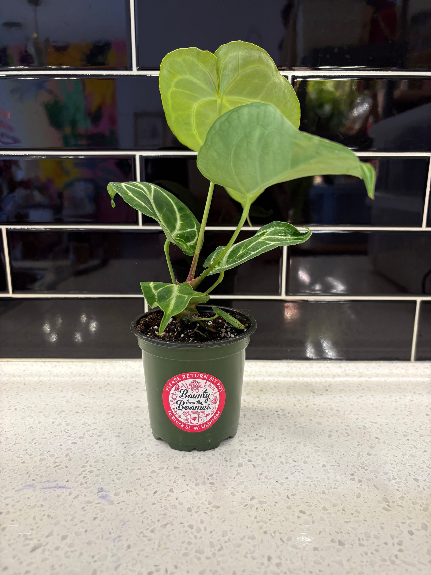 Turtle Leaf Anthurium 5"