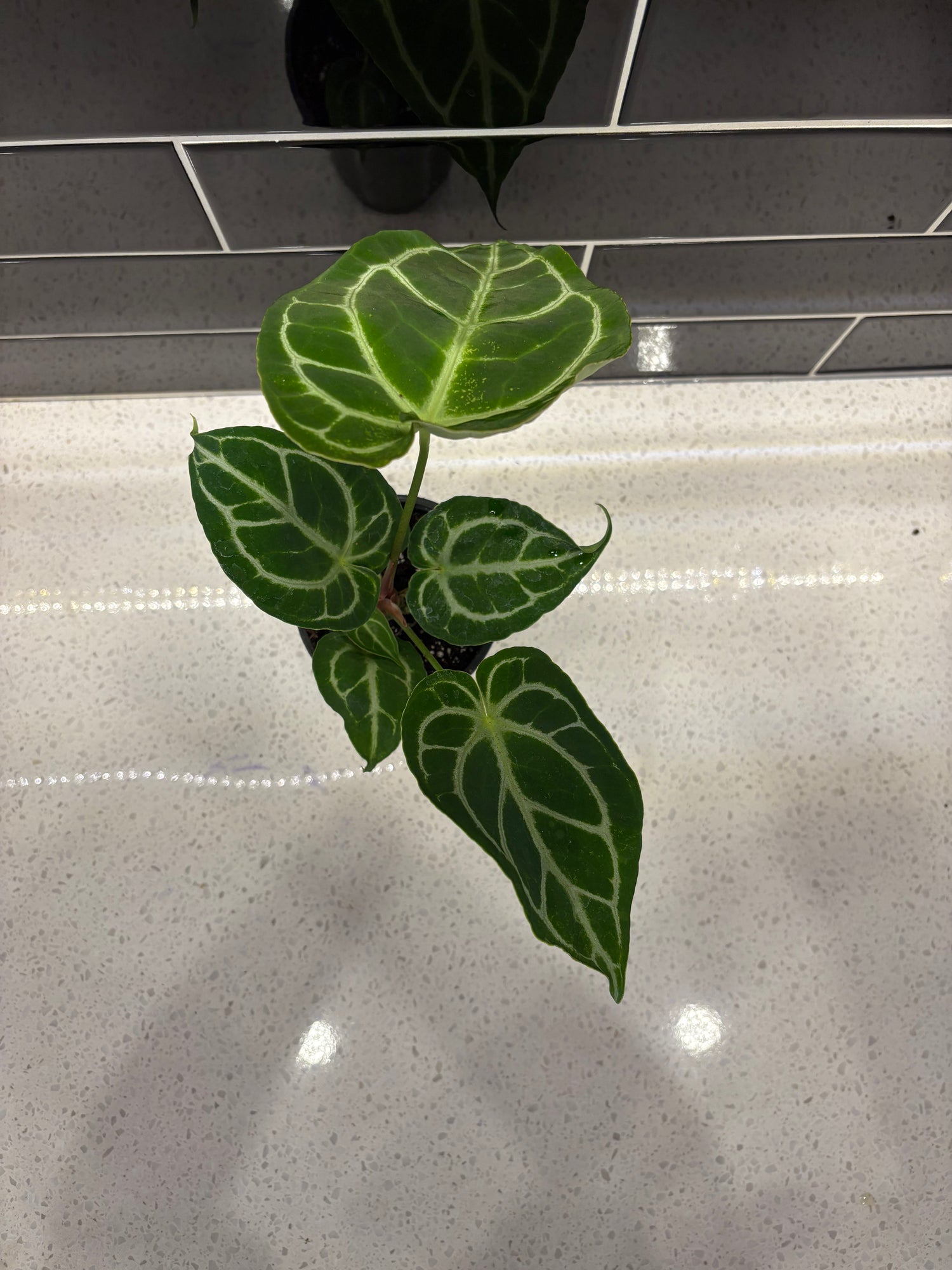 Turtle Leaf Anthurium 5"