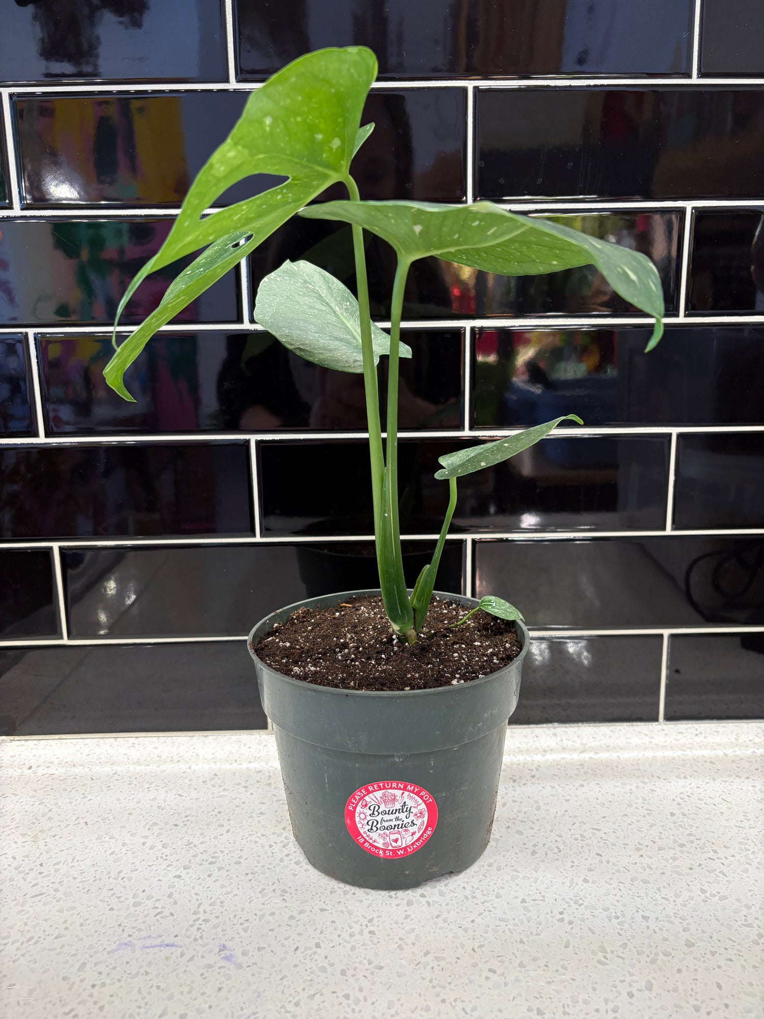 Monstera - Thai Constellation 6"