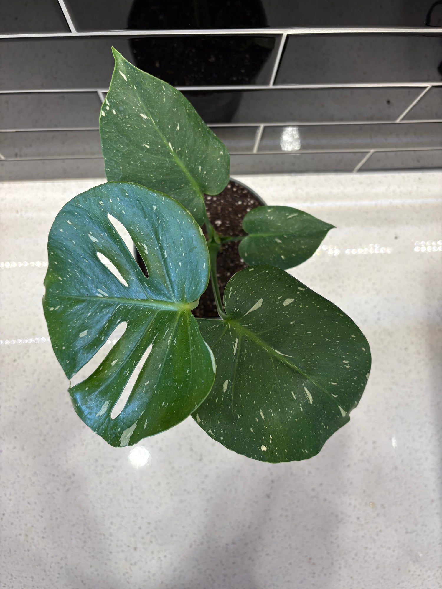 Monstera - Thai Constellation 6"