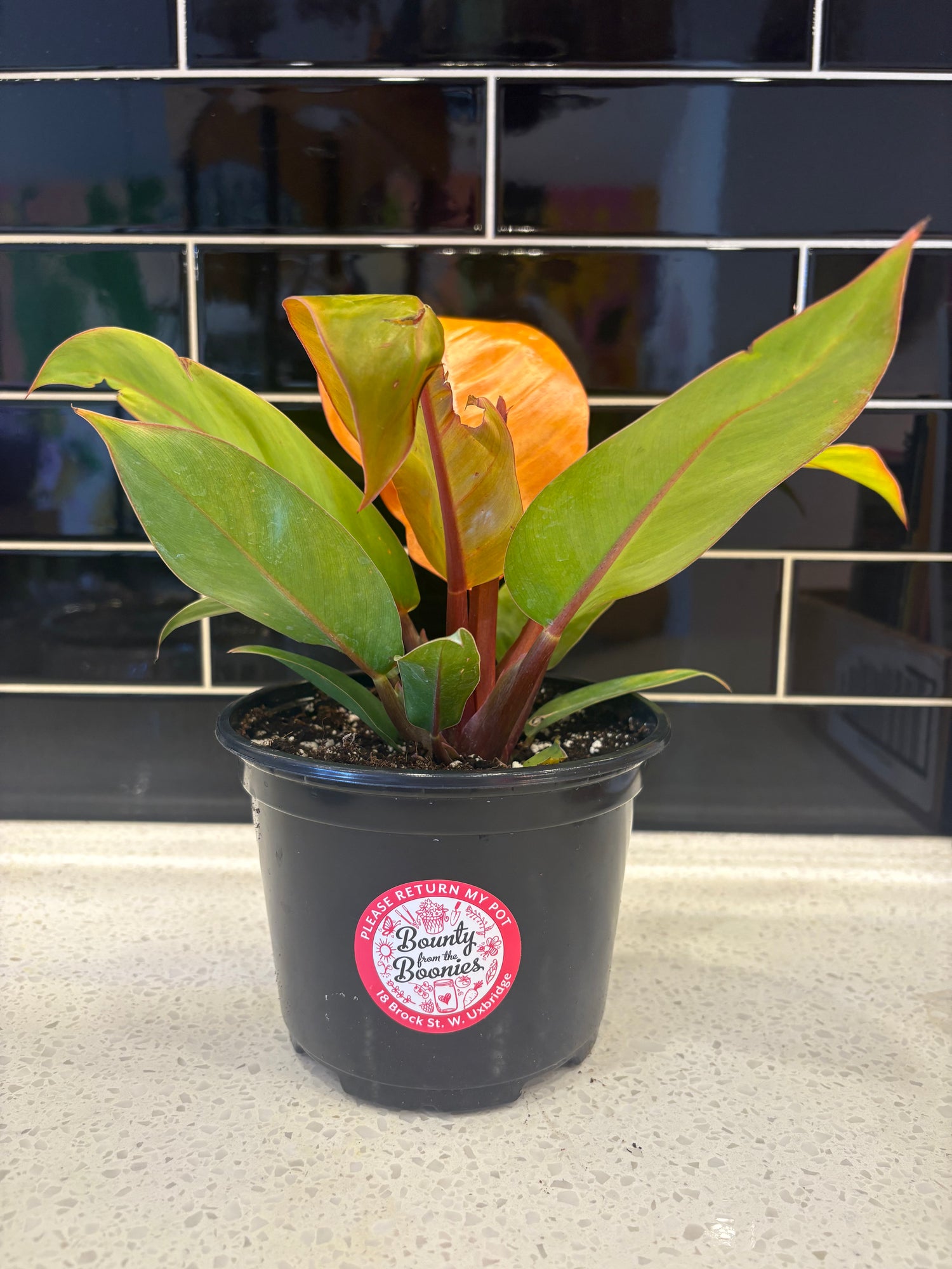 Philodendron - Prince of Orange 6"