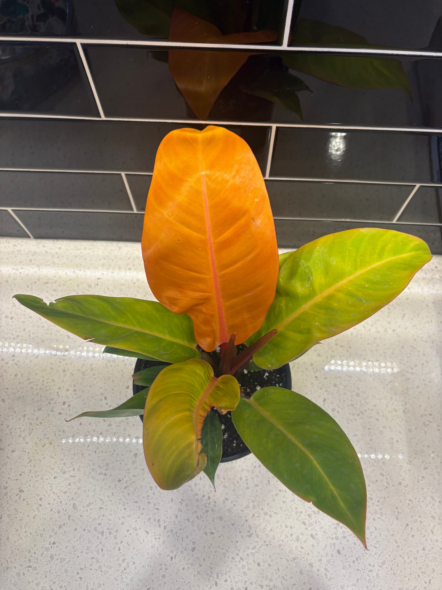 Philodendron - Prince of Orange 6"