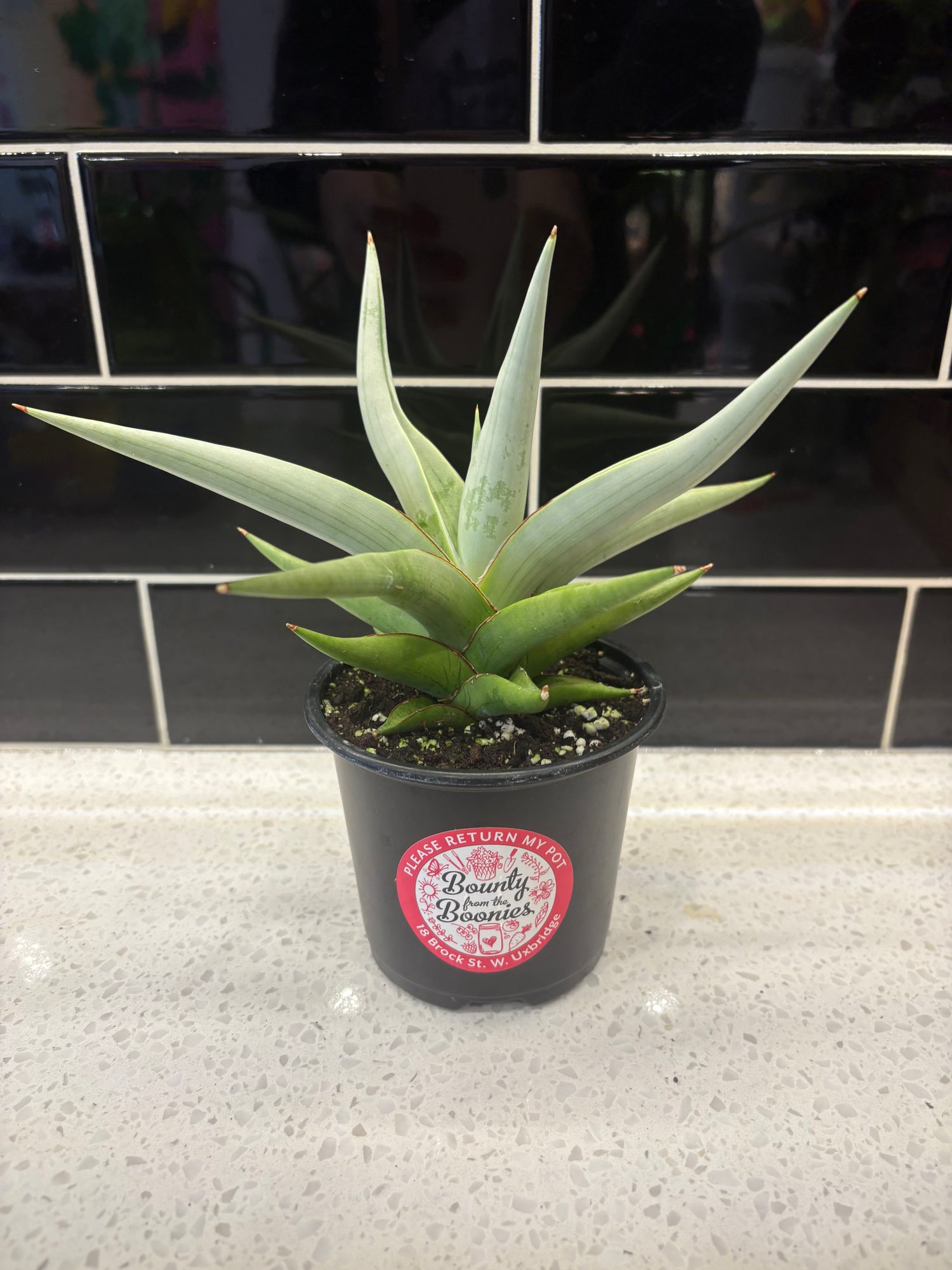 Sansevieria Chanin