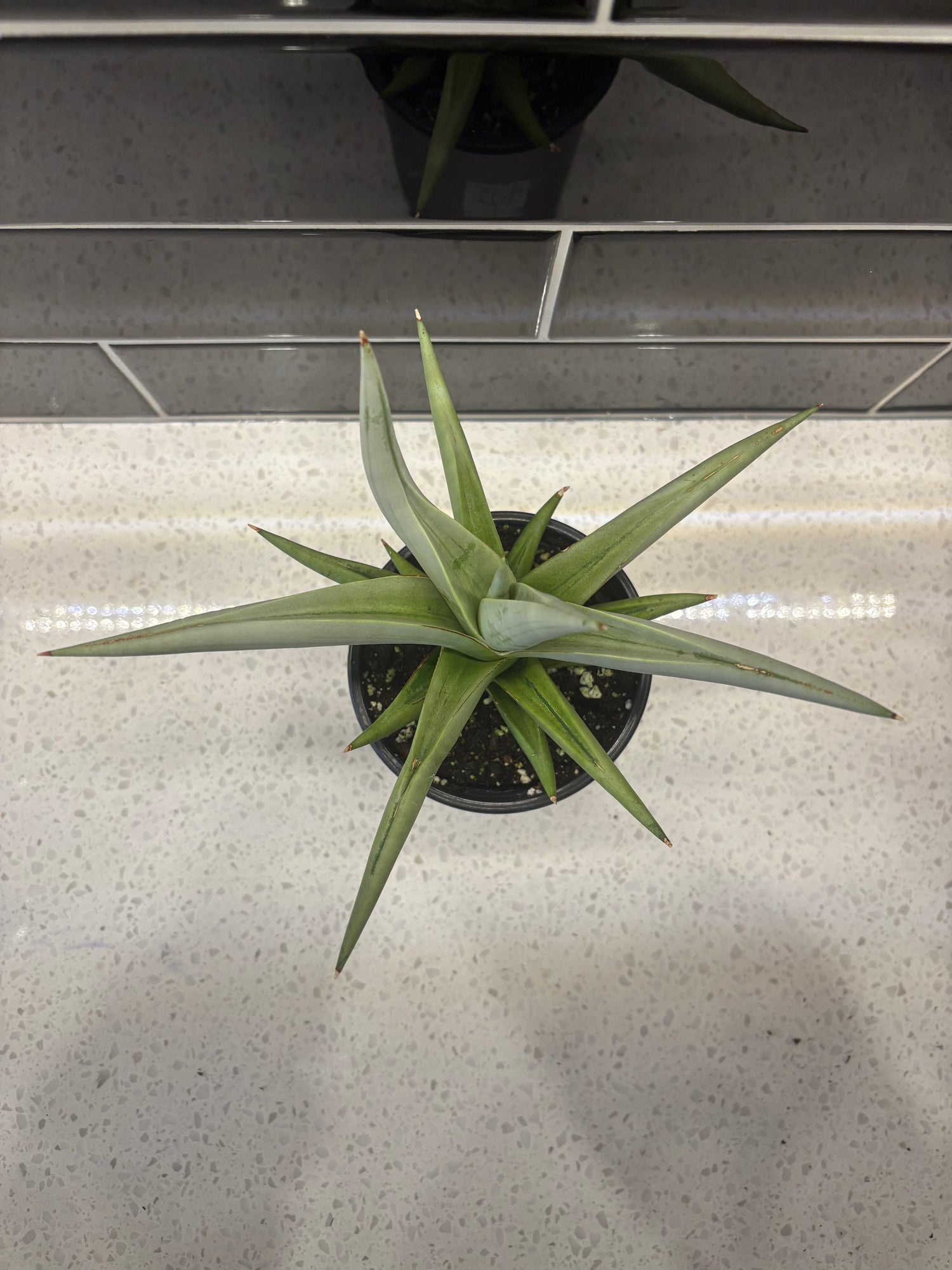Sansevieria Chanin