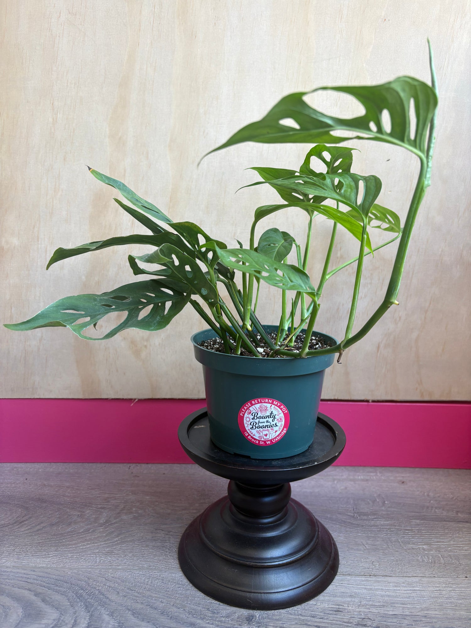 Swiss Cheese Monstera Adansonii 6”
