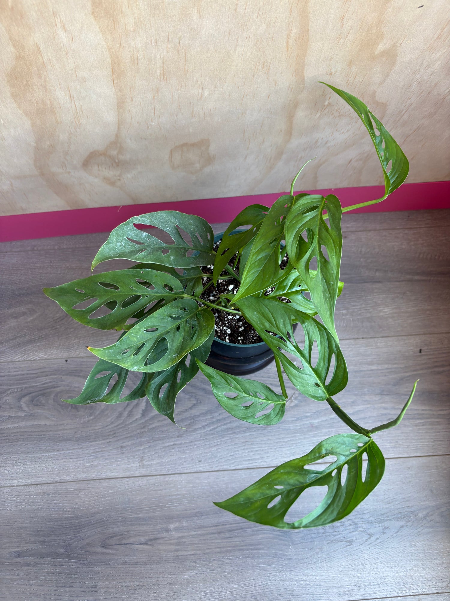 Swiss Cheese Monstera Adansonii 6”