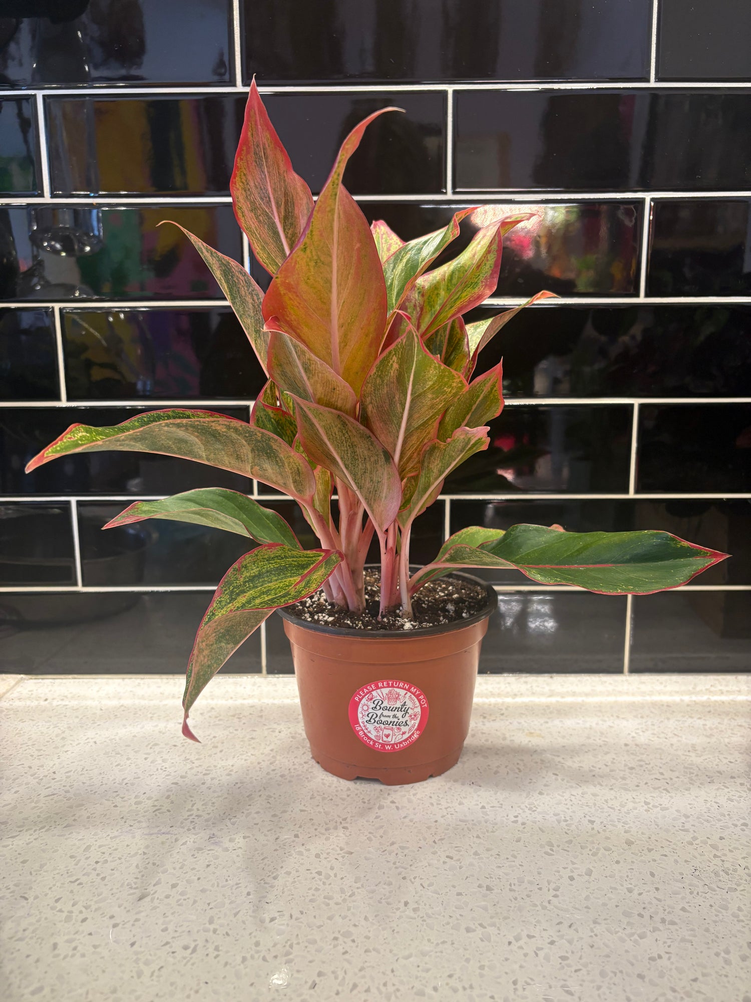 Chinese Evergreen-Red Siam
