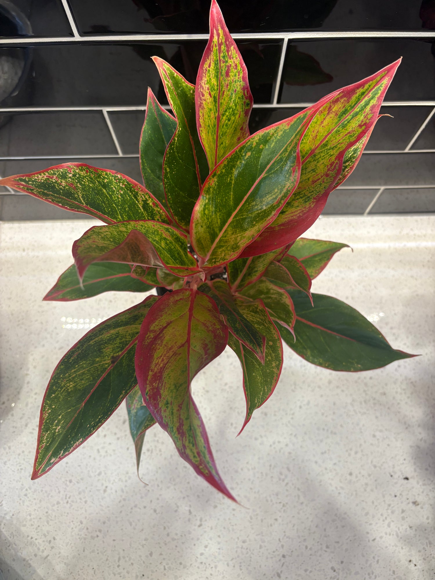 Chinese Evergreen-Red Siam