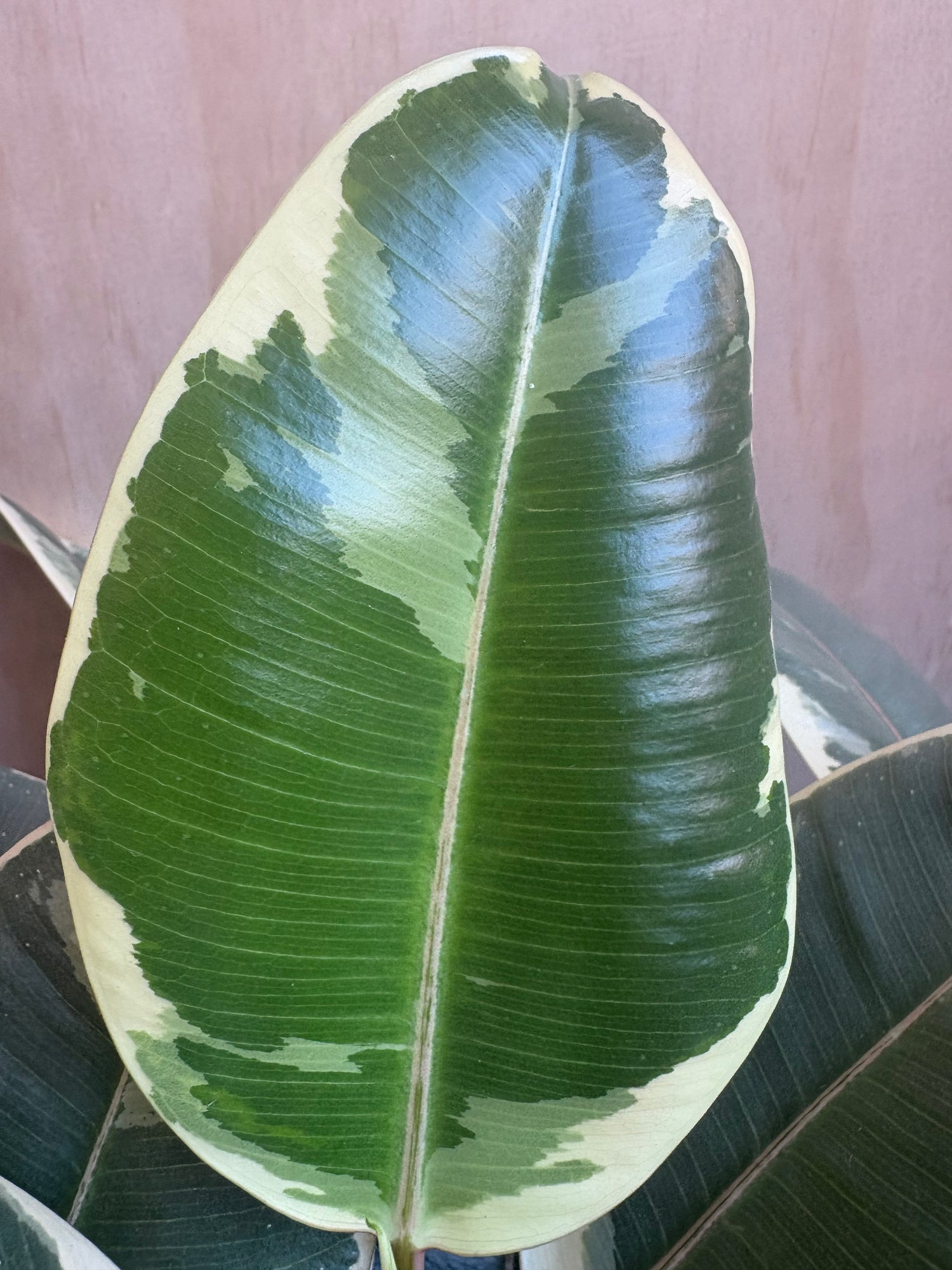 Ficus Elastica Tineke 8"