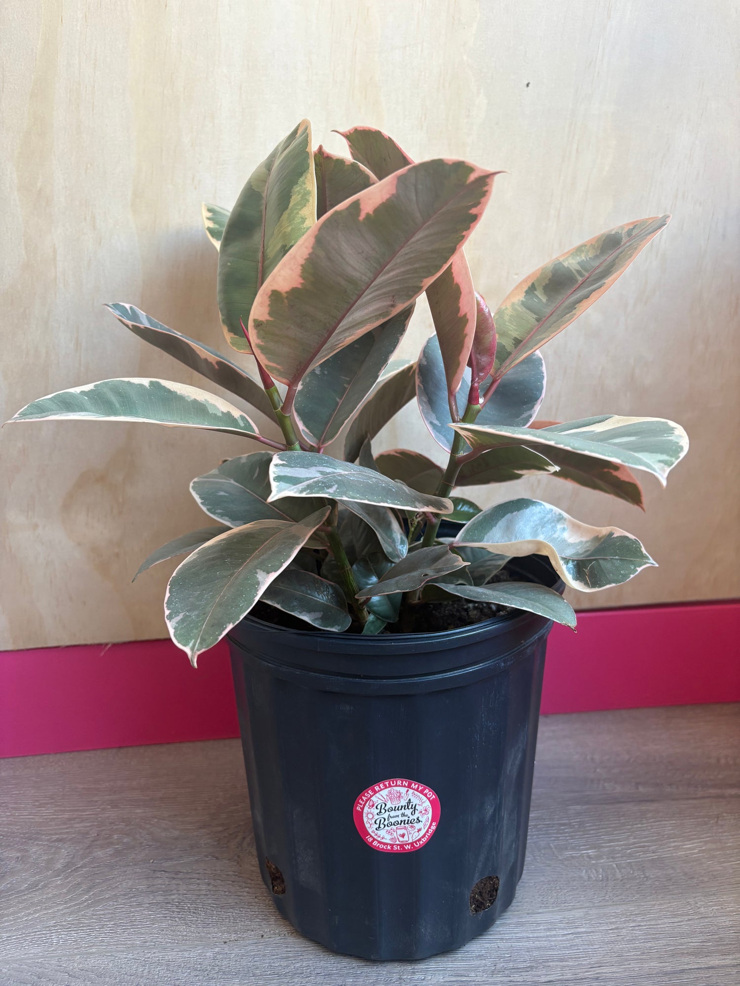 Ficus Ruby 8"