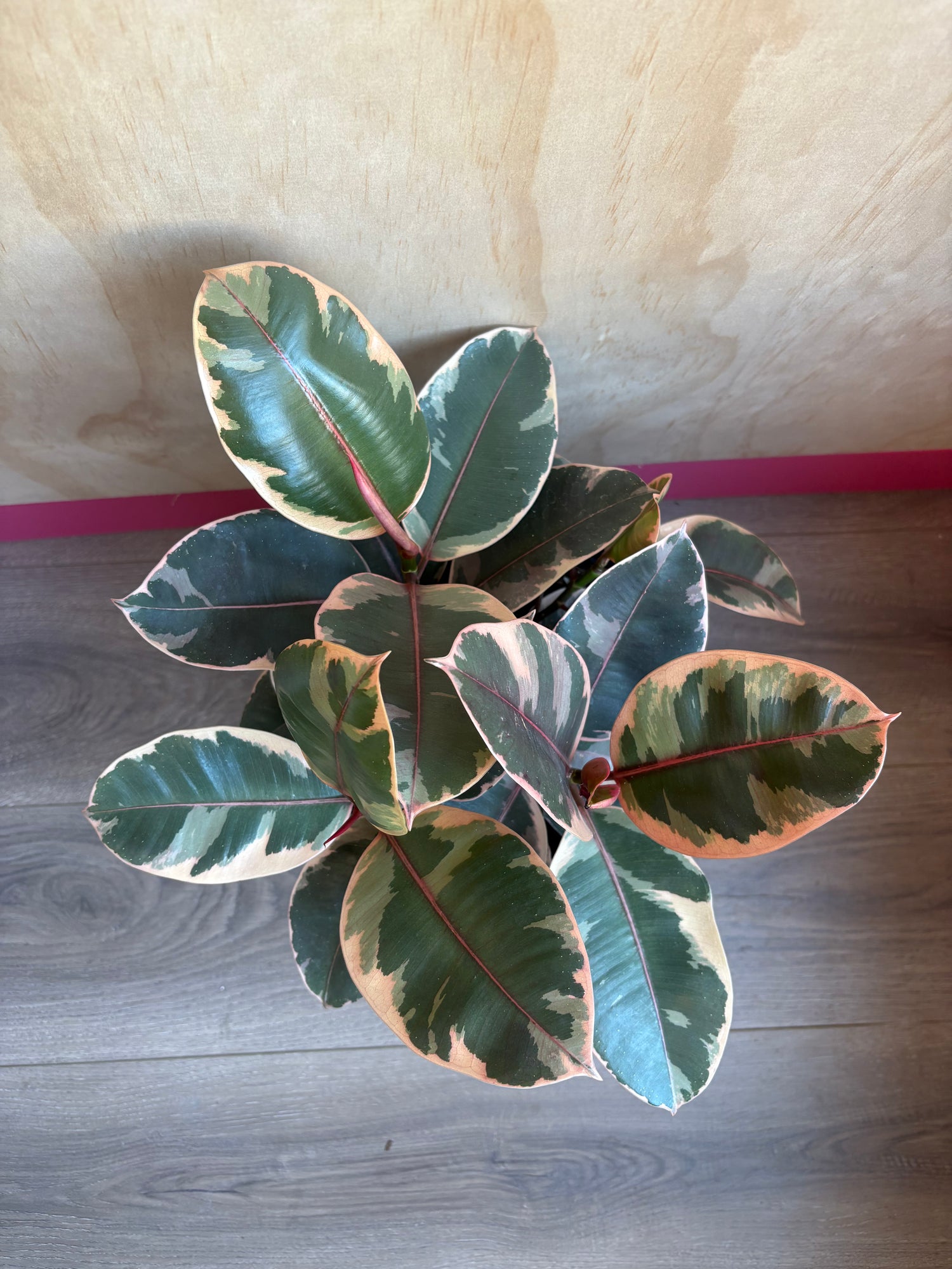 Ficus Ruby 8"