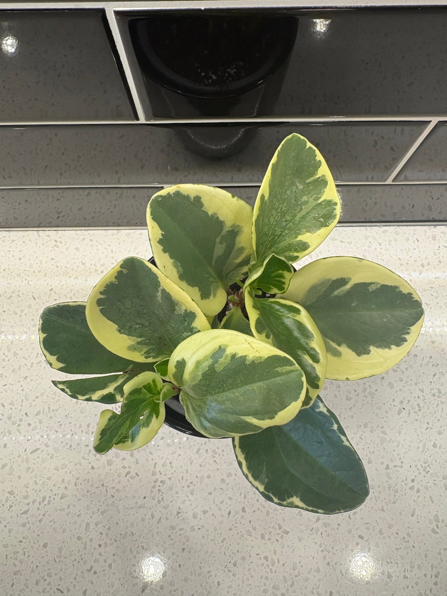 Peperomia Obtusifdia variegated (Rubber Plant) 3.5”