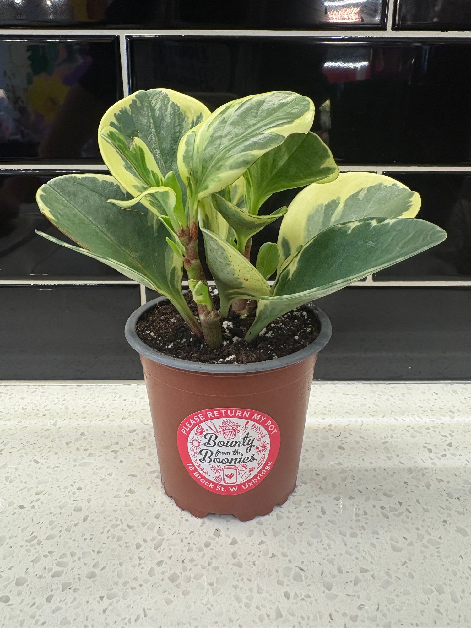 Baby Rubber Plant - Variegated