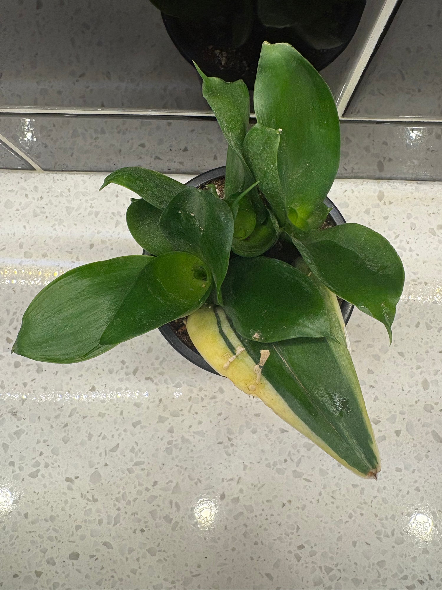 Snake Plant - Koi Fin