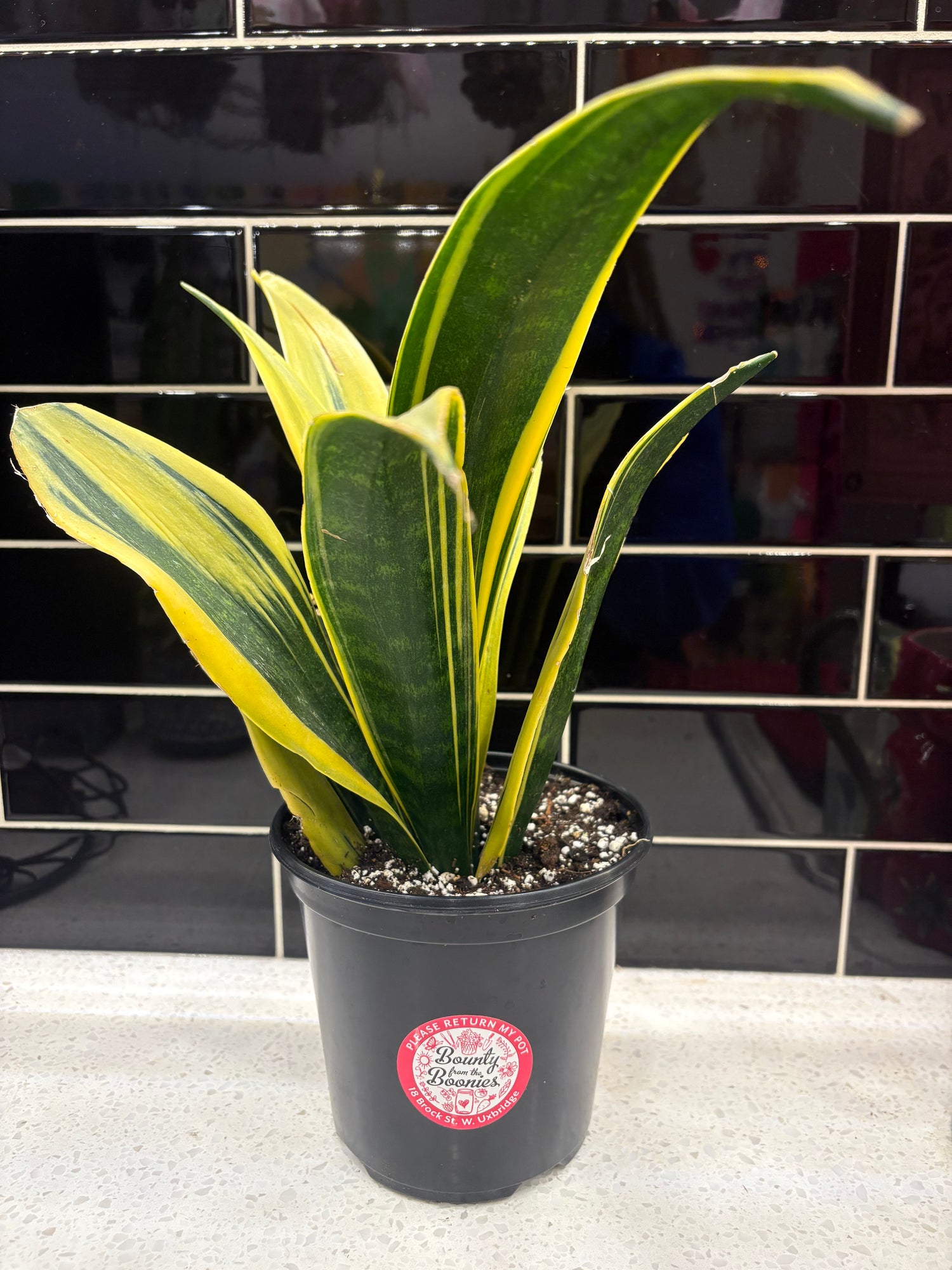 Snake Plant - Laurentii