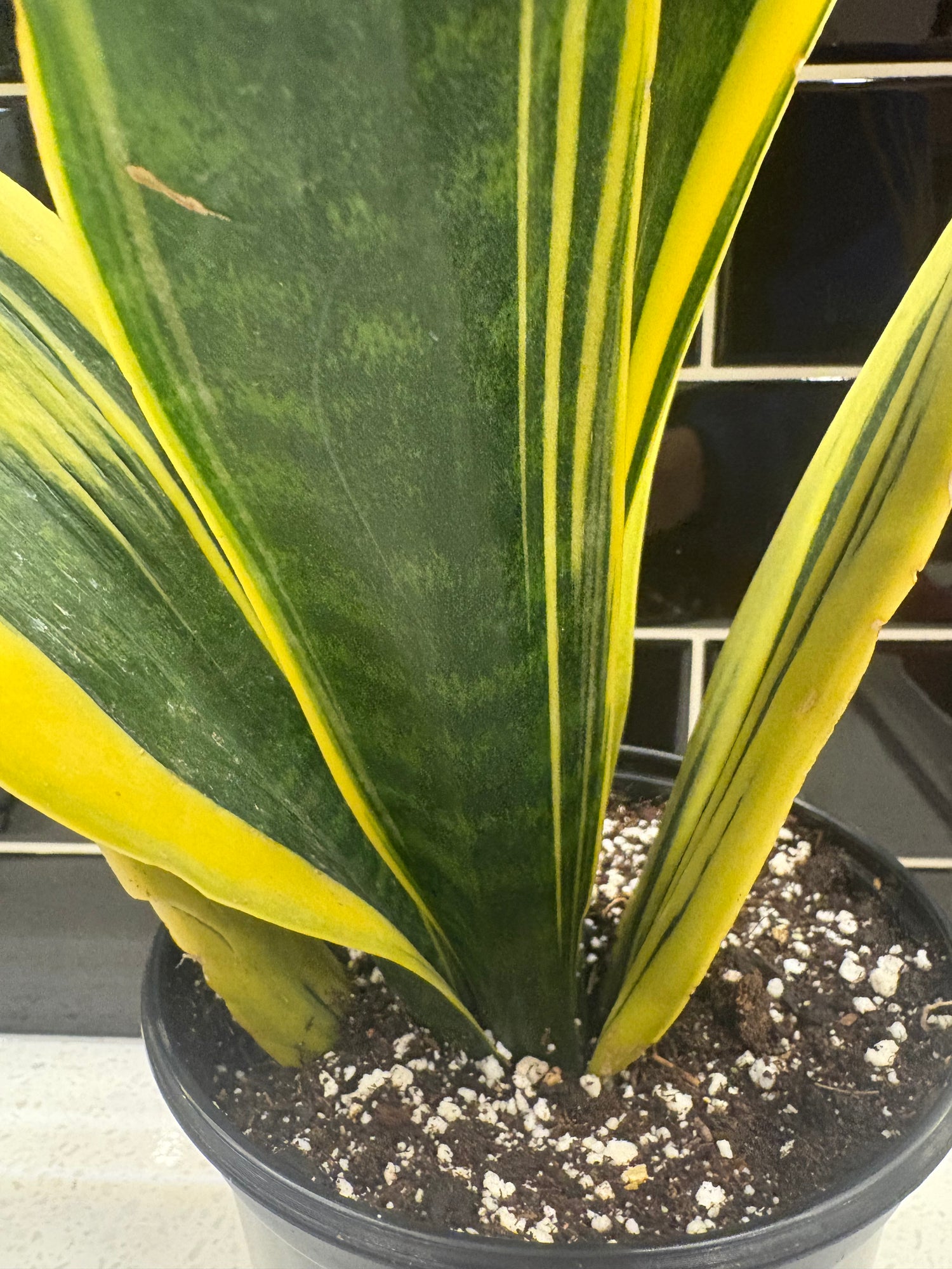 Snake Plant - Laurentii