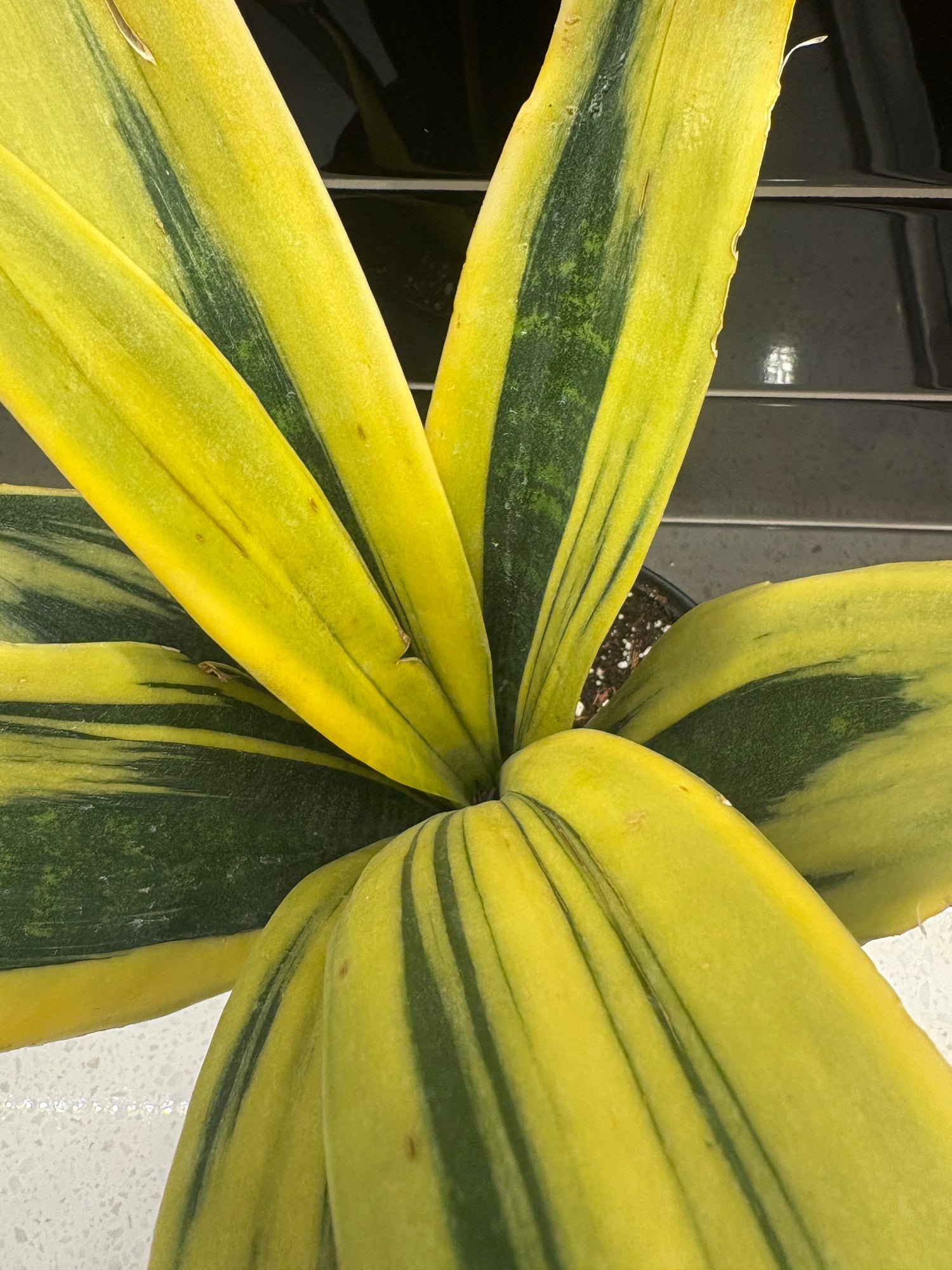 Snake Plant - Laurentii