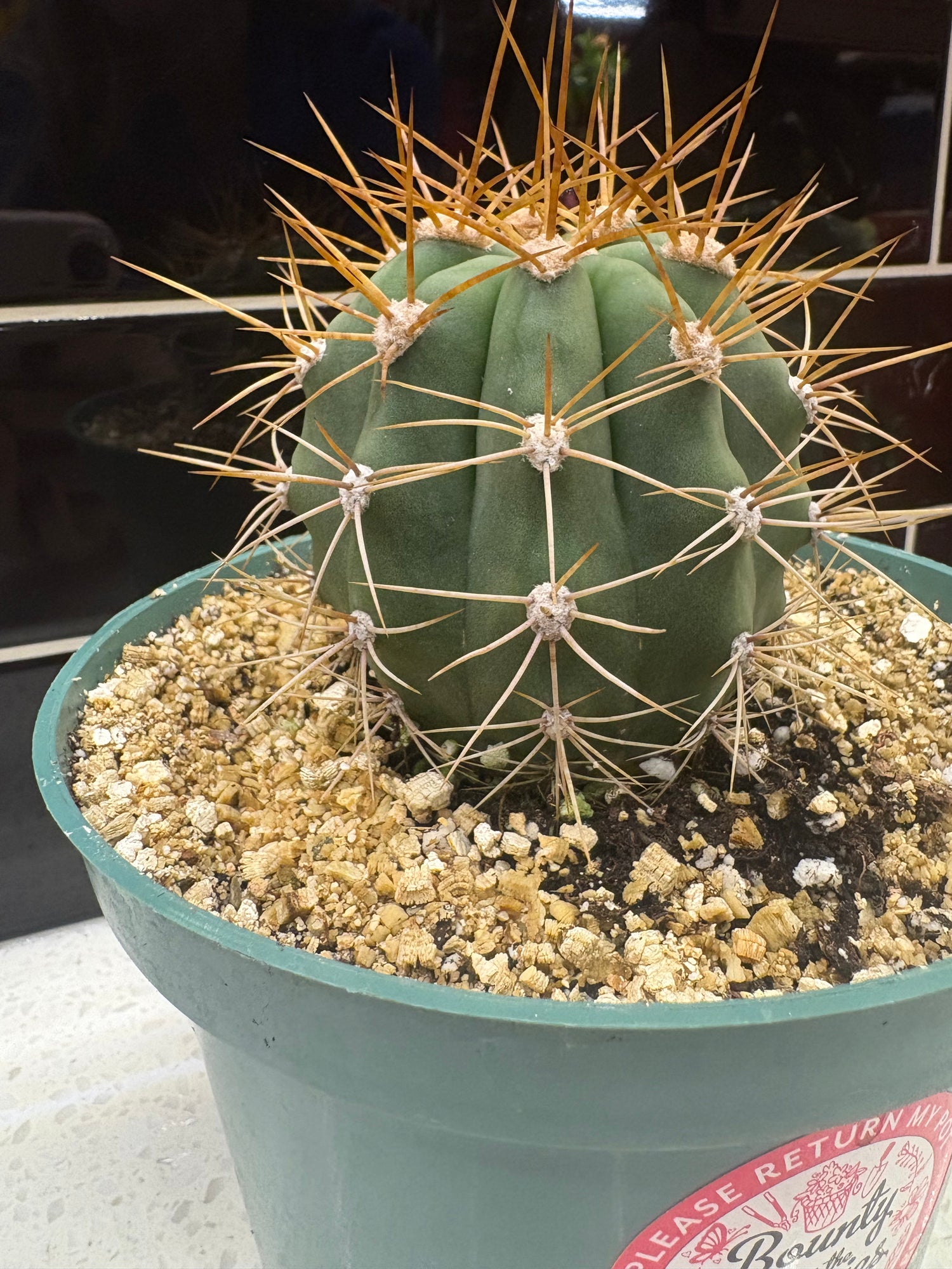 Hedgehog Cactus