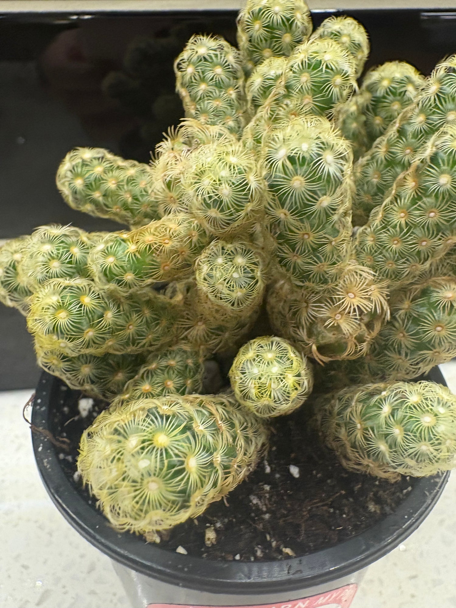 Ladyfinger Cactus