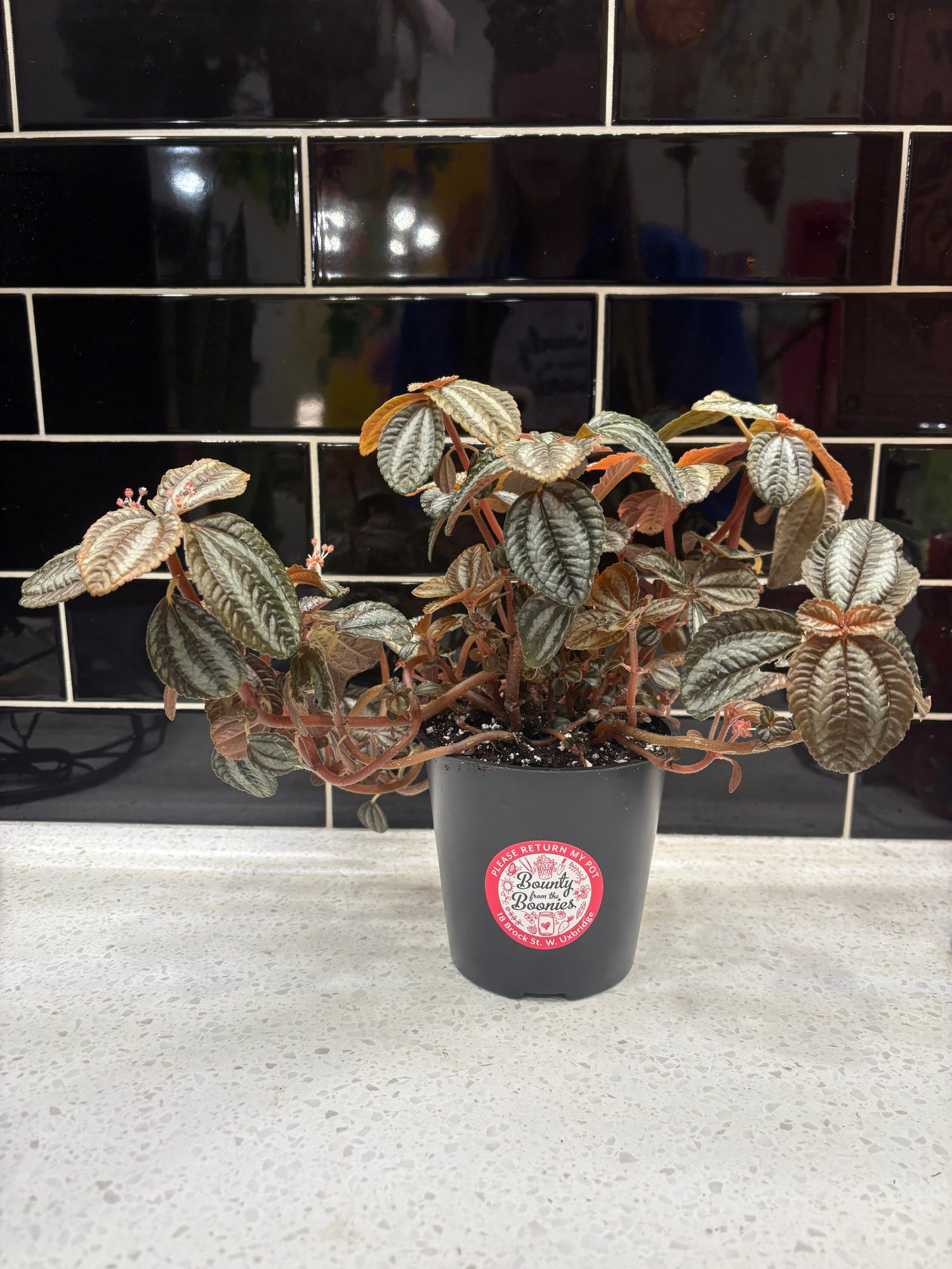 Pilea Involucrata ‘Norfolk’