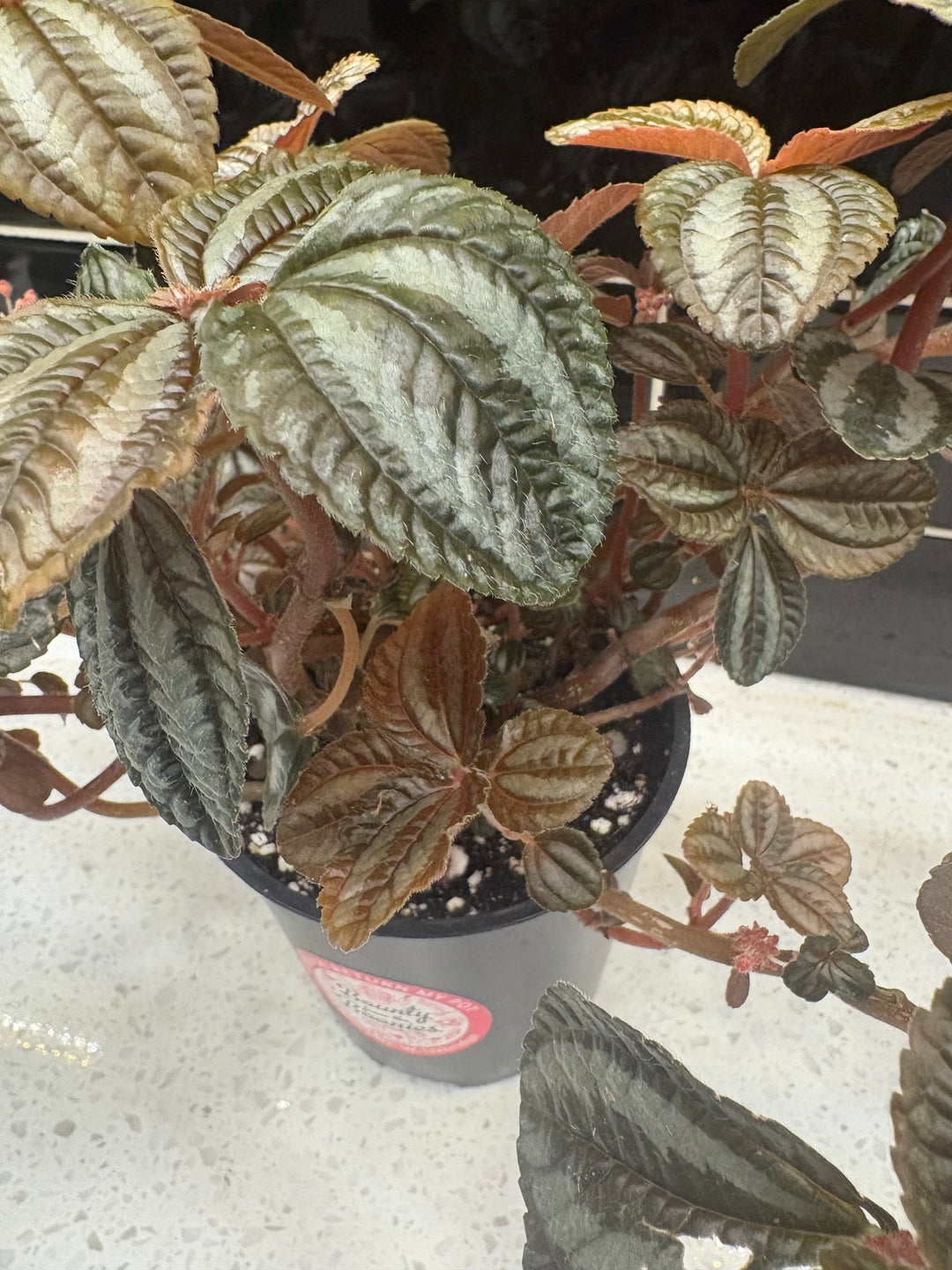 Pilea Involucrata ‘Norfolk’